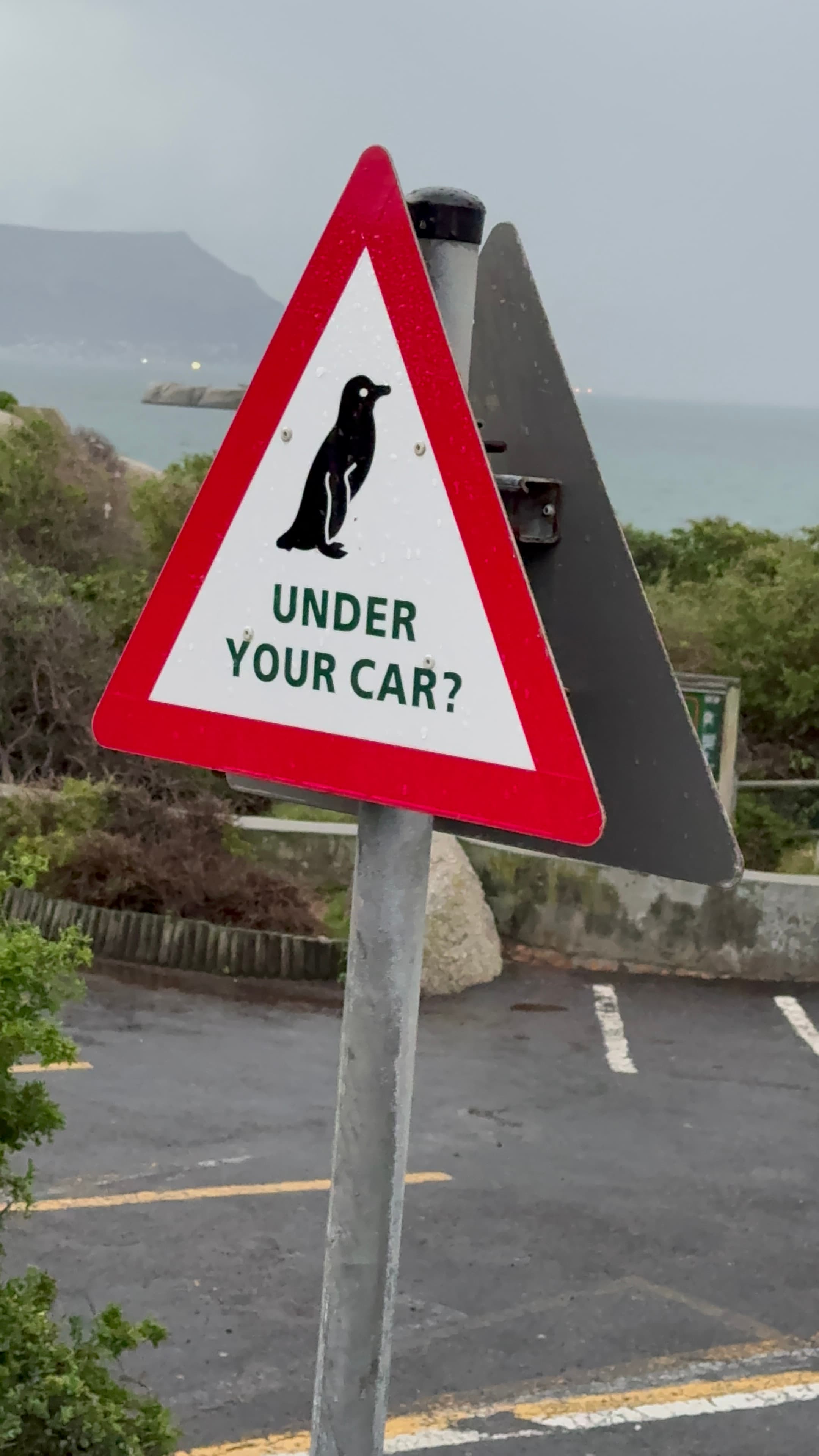 Cape Town: Boulders Beach Penguins & the Breathtaking Cape of Good Hope Coastline curated by Jennifer Singleton