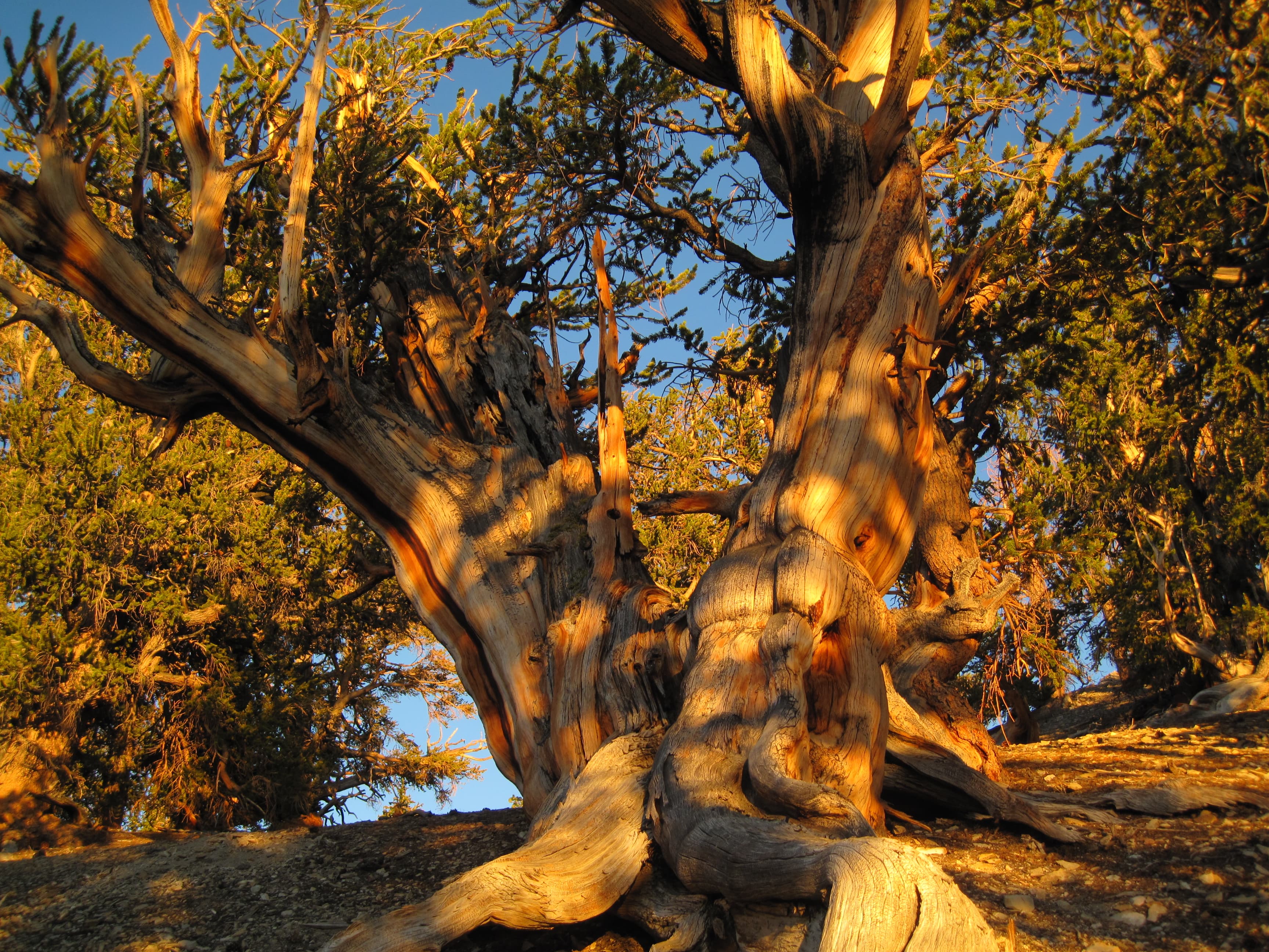 Owens Valley: Where Desert Drama Meets Alpine Dreams curated by Hannah Fortney