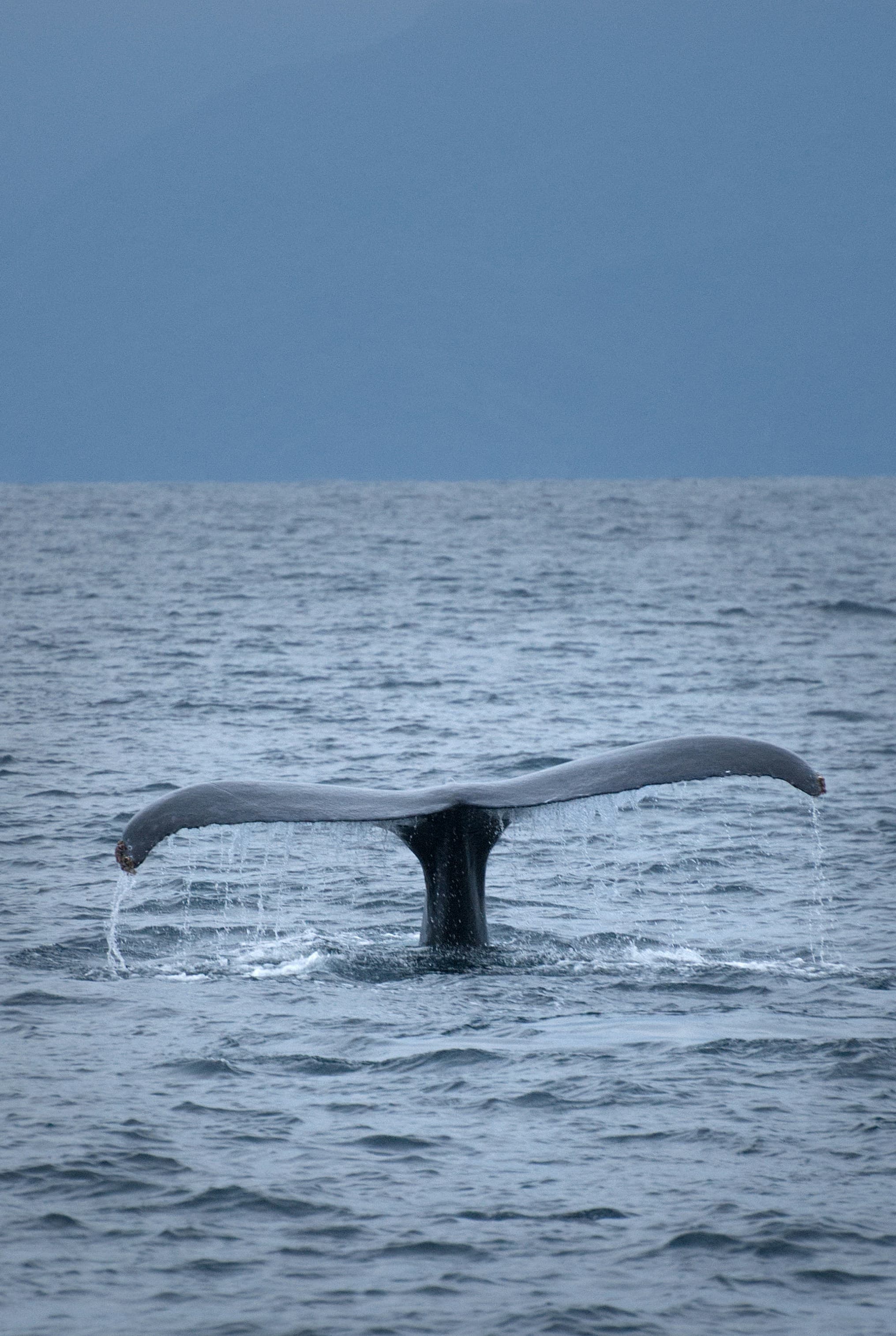 Puerto Vallarta in Winter: Whale Watching, Coastal Rhythm & Easygoing Days curated by Rolando Sanchez