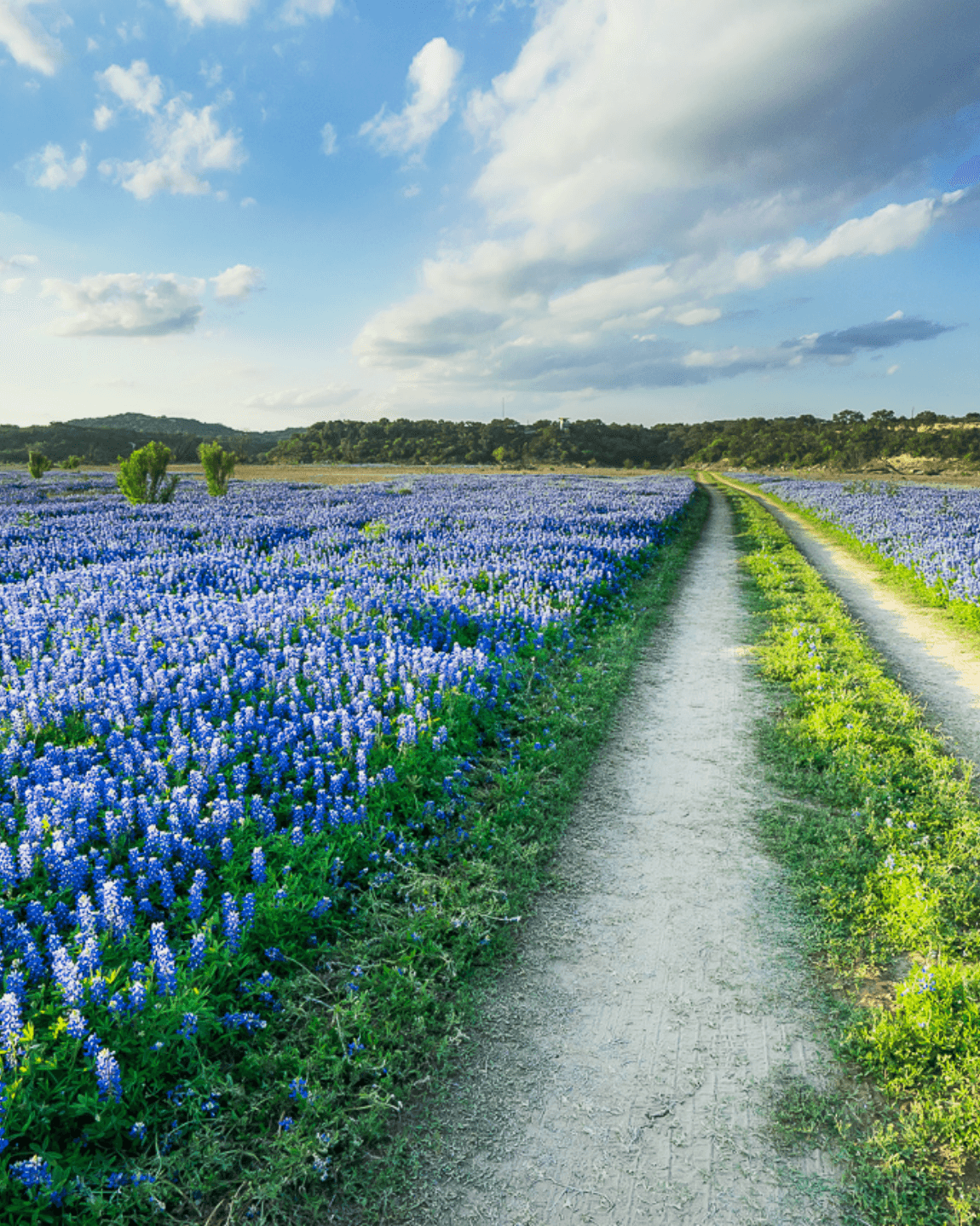 Fredericksburg: Wineries and Vineyards curated by Michelle Gonzales