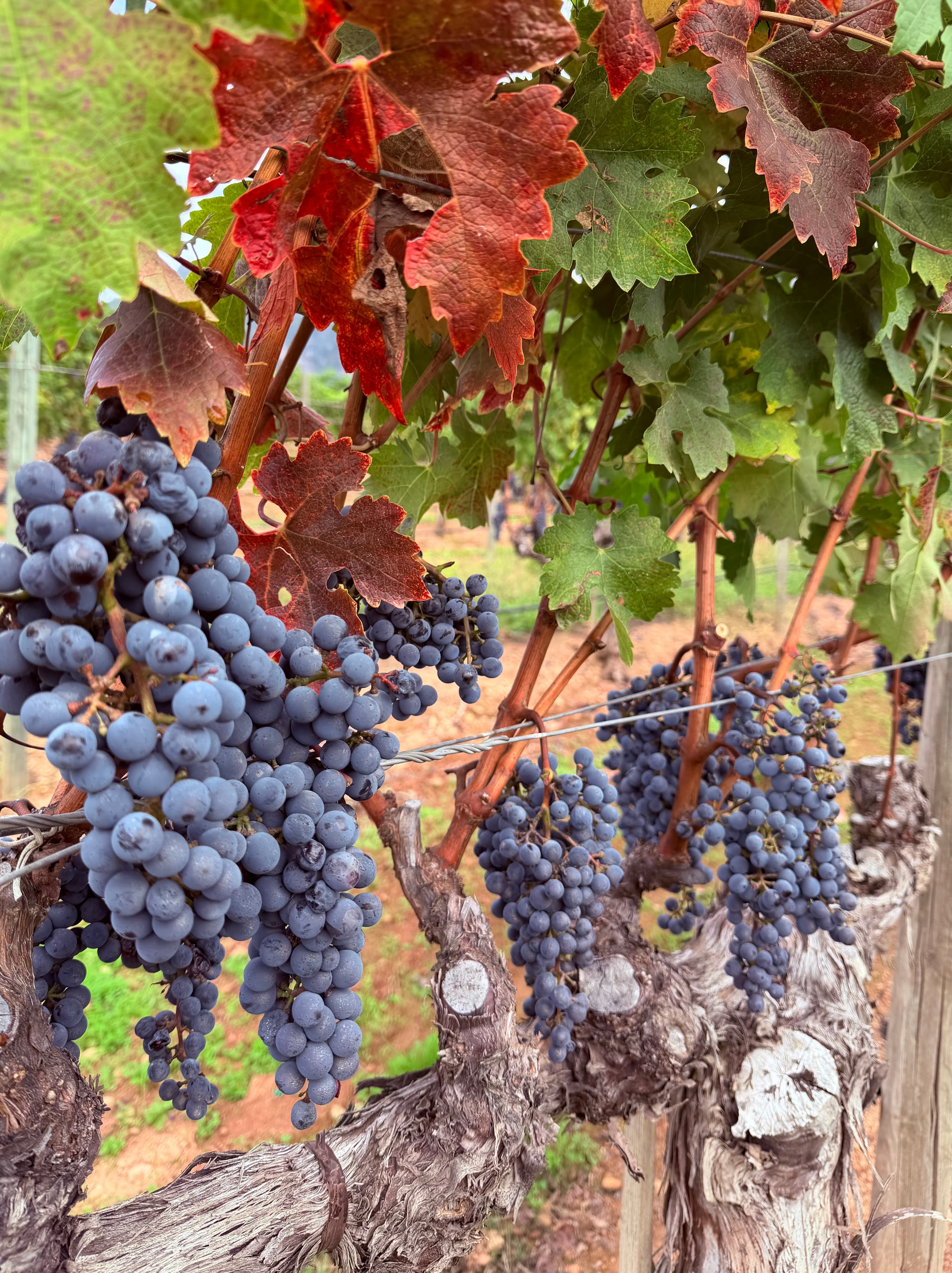 3 Days in Napa Valley for the Efficient Epicurean curated by Jennifer Wozniak