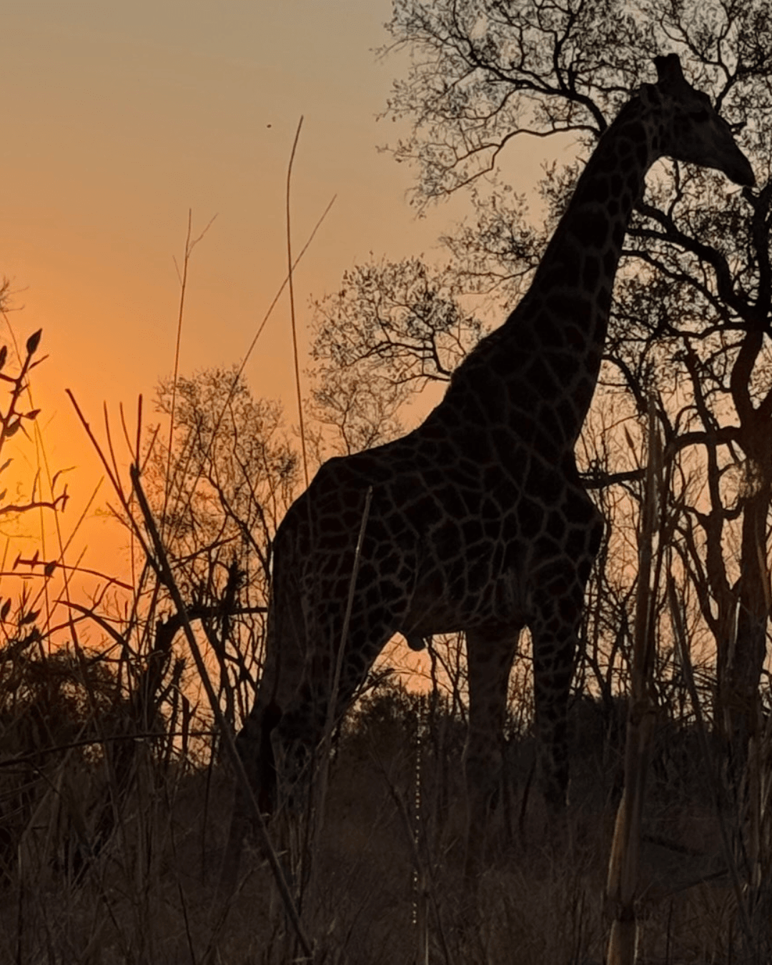 South Africa for Travelers Drawn to Wildlife, Culture & Real Connection curated by Beth Currie