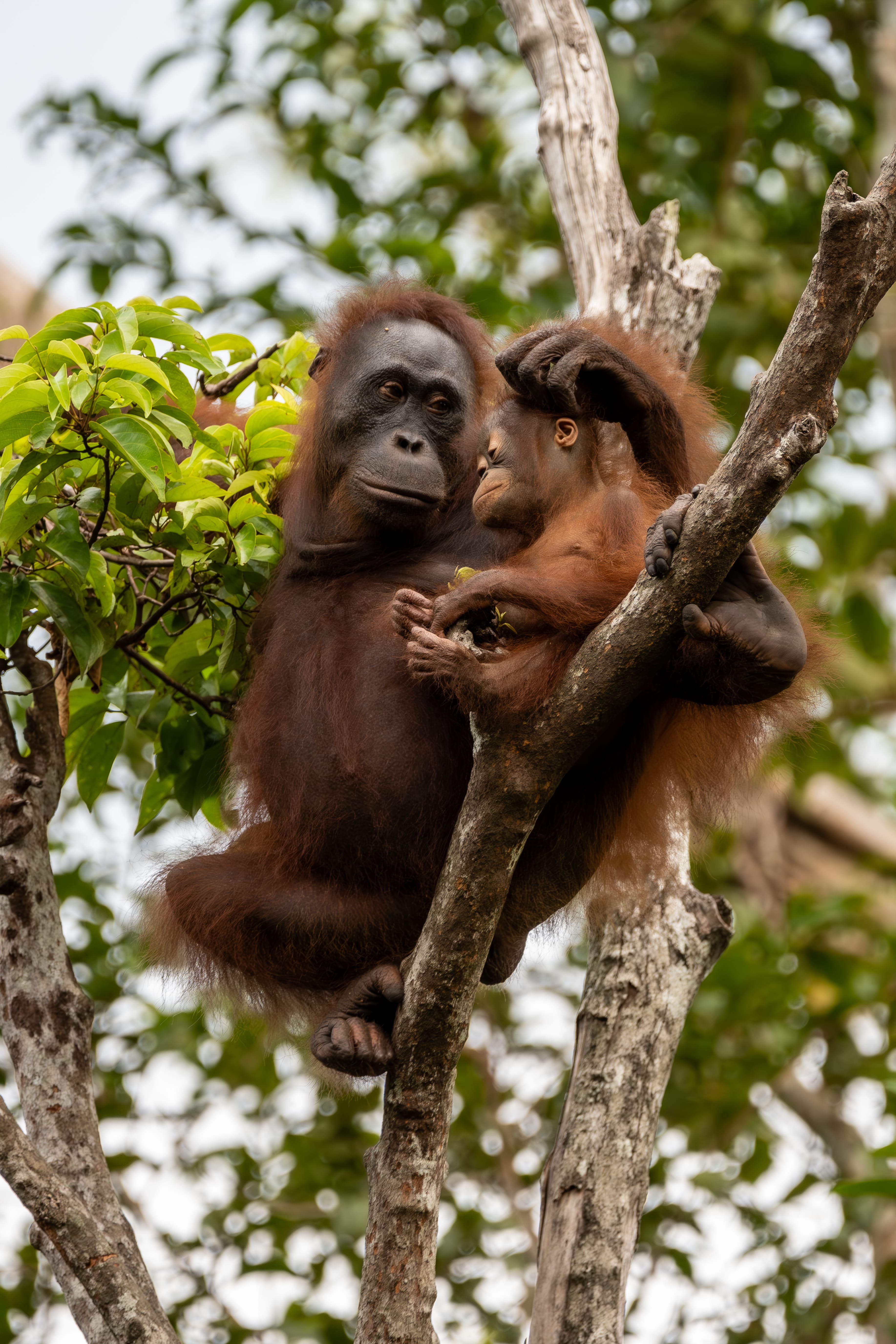 The Heart of the Jungle: Trekking Borneo curated by Maggie Hopkirk
