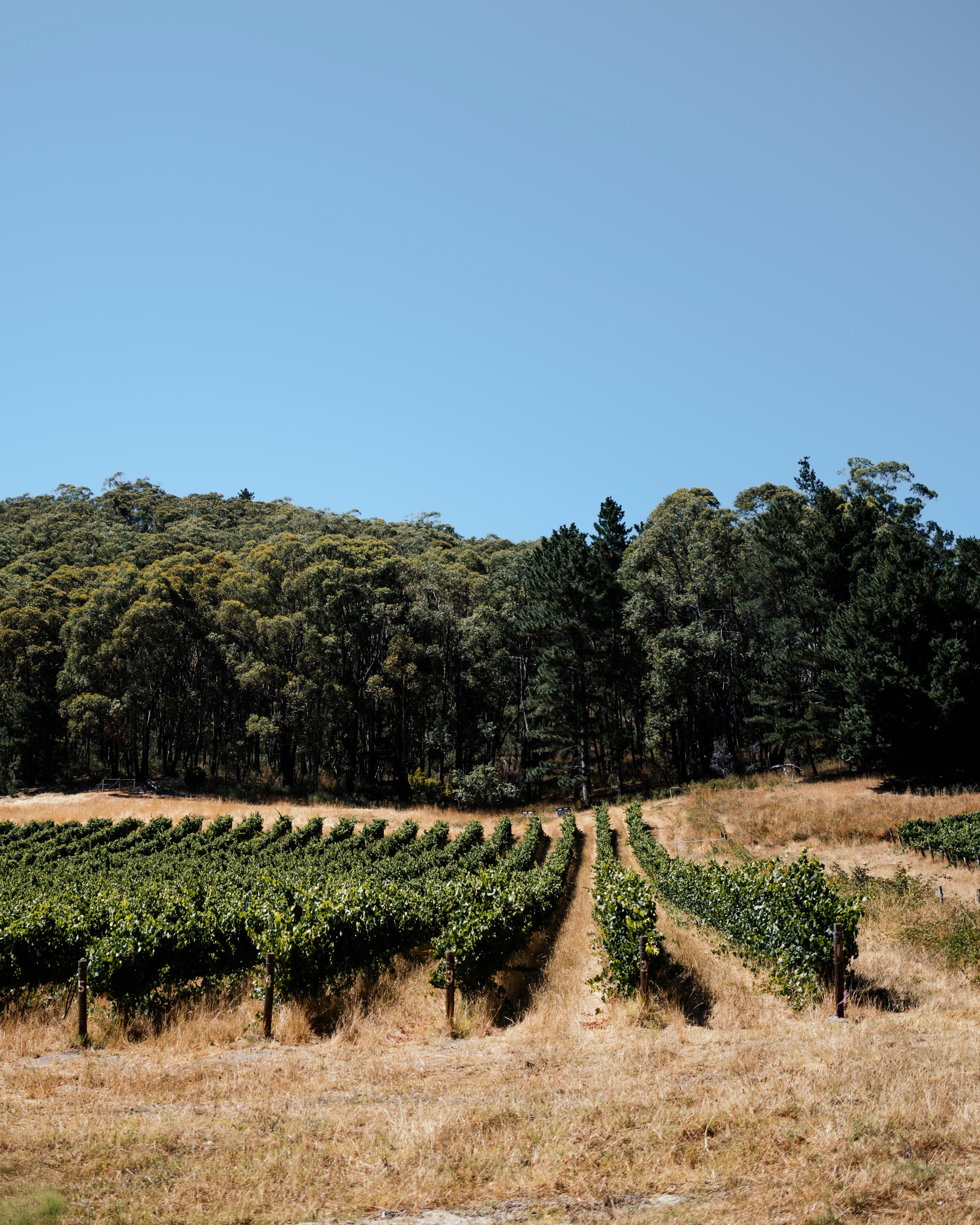 The Connoisseur’s Long Weekend: 4 Days of Fine Wine & Dining in South Australia curated by Marius Inisconi