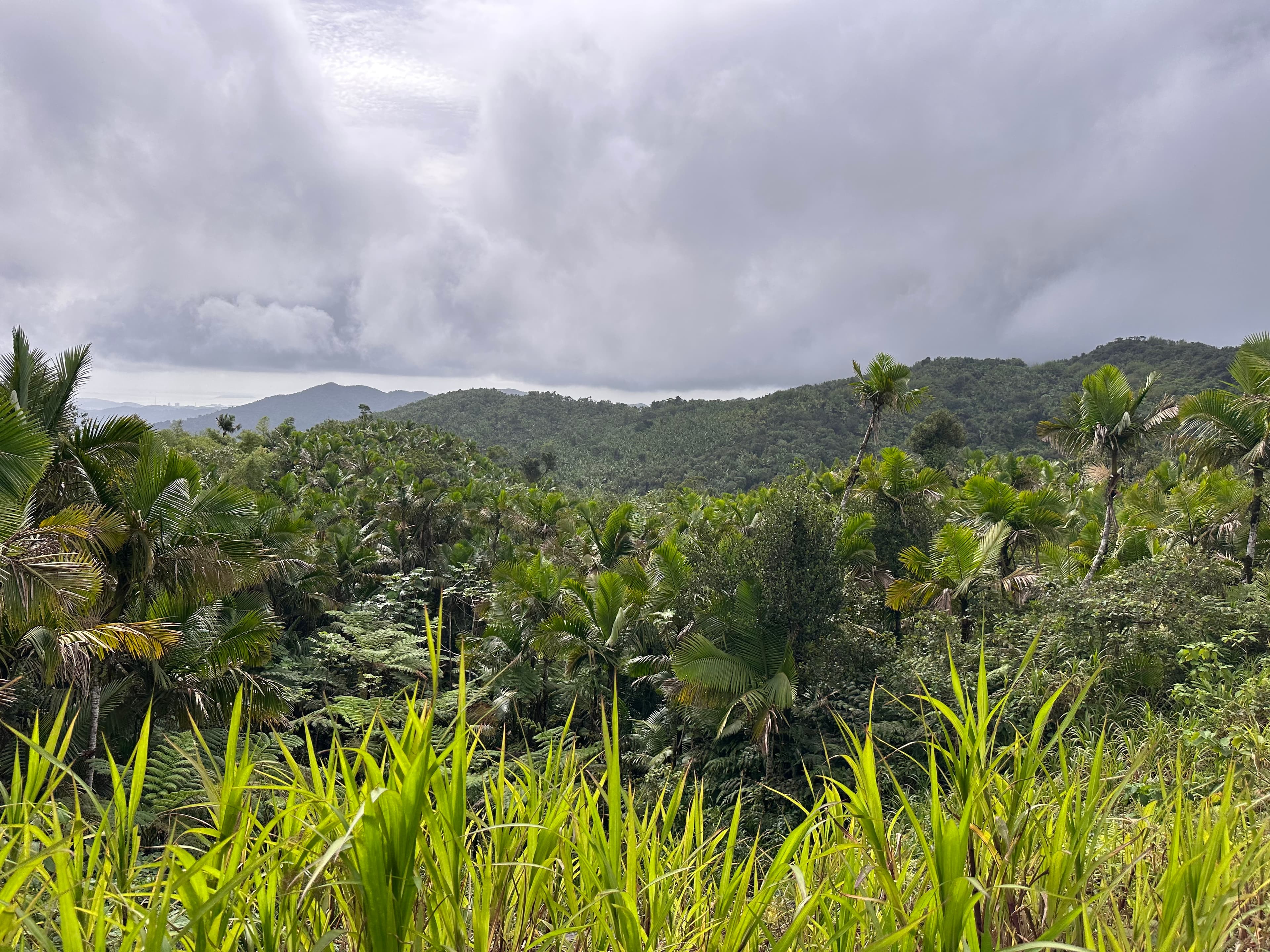 Discovering Puerto Rico: Waterfalls, Bioluminescence & Amazing Beaches curated by Beni DiVasta