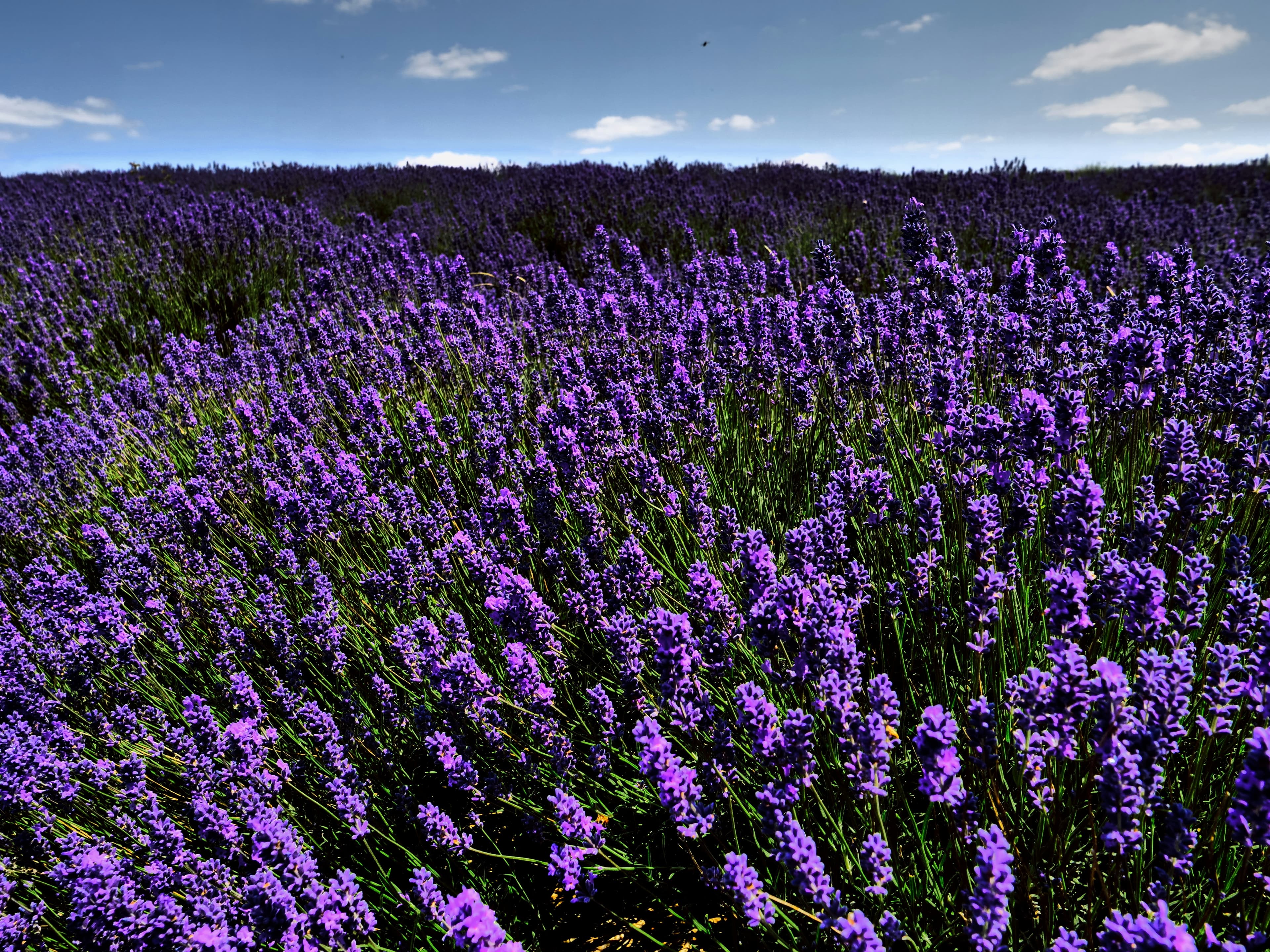 The Essence of the South: A Curator’s Guide to Provence & the Blue Coast curated by Marc Scholnick