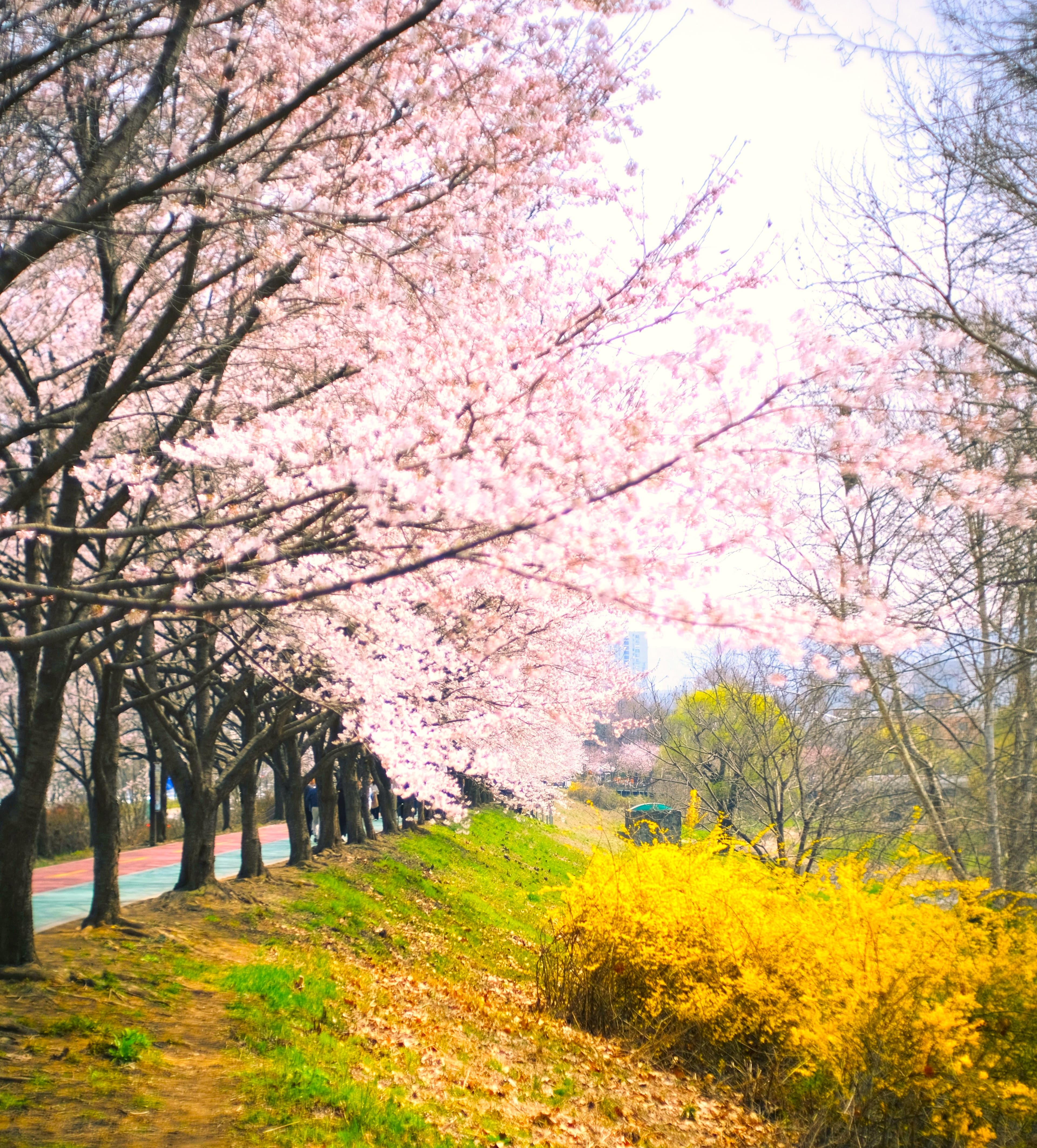 Green Spaces in Seoul curated by Kathleen Fong