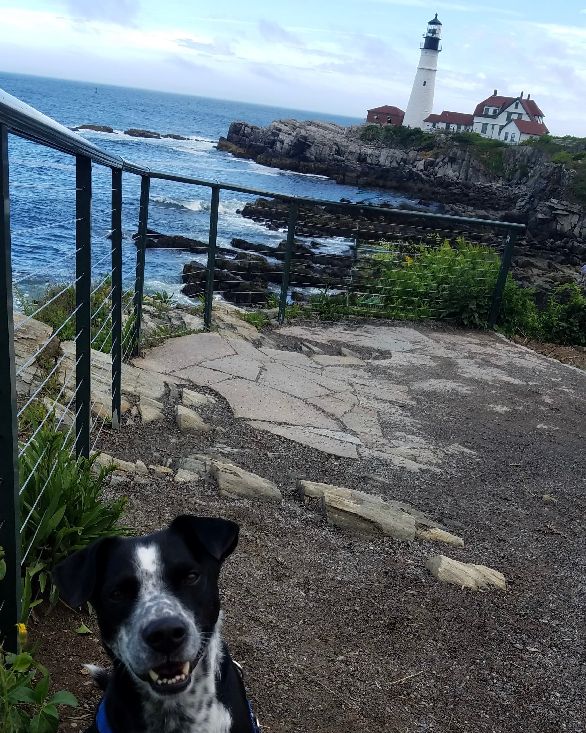 Three Dog Days in Portland, Maine curated by Danielle Clark