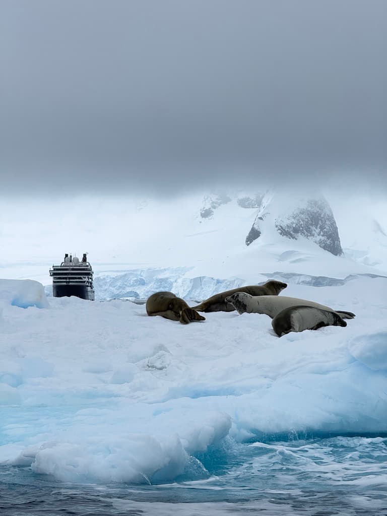 Solo Cruising Antarctica: What to Expect (Including the Unexpected) curated by Wenli Cai