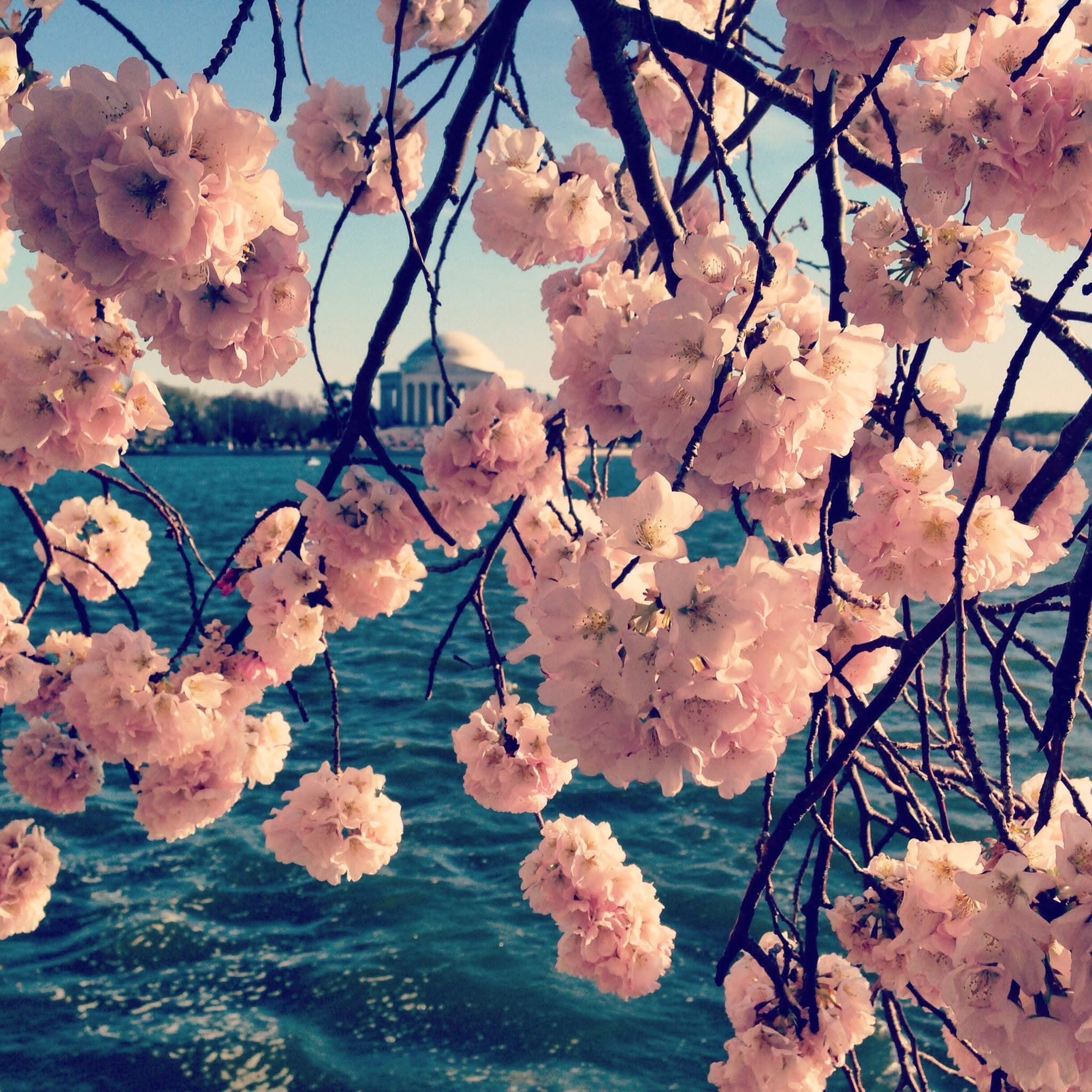 Family-Friendly Spring Travel Guide to Washington, D.C. curated by Kathryn Brennan