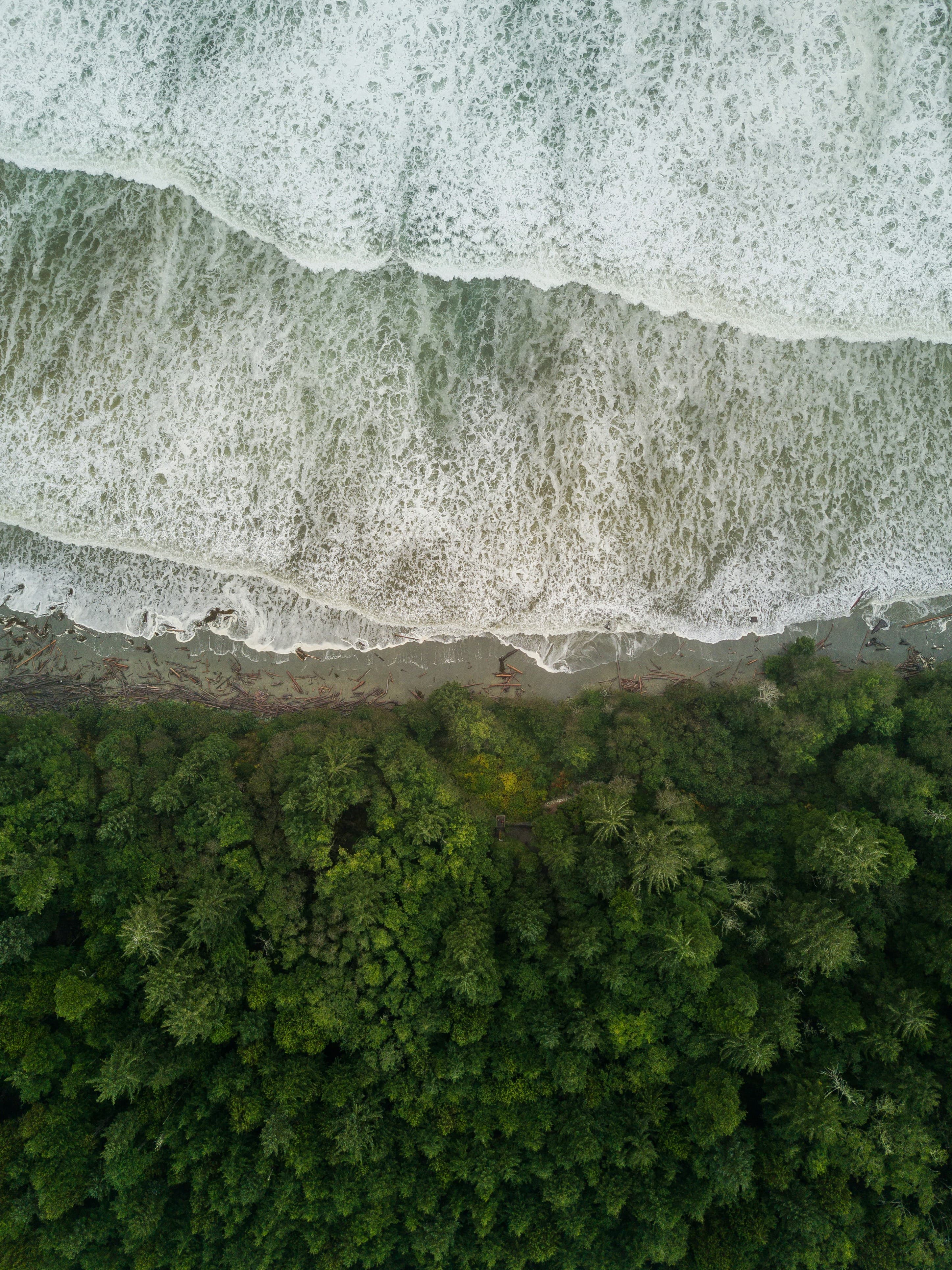 Waves, Bears & Tacos: The Family Guide to Tofino curated by Lindsay Powell