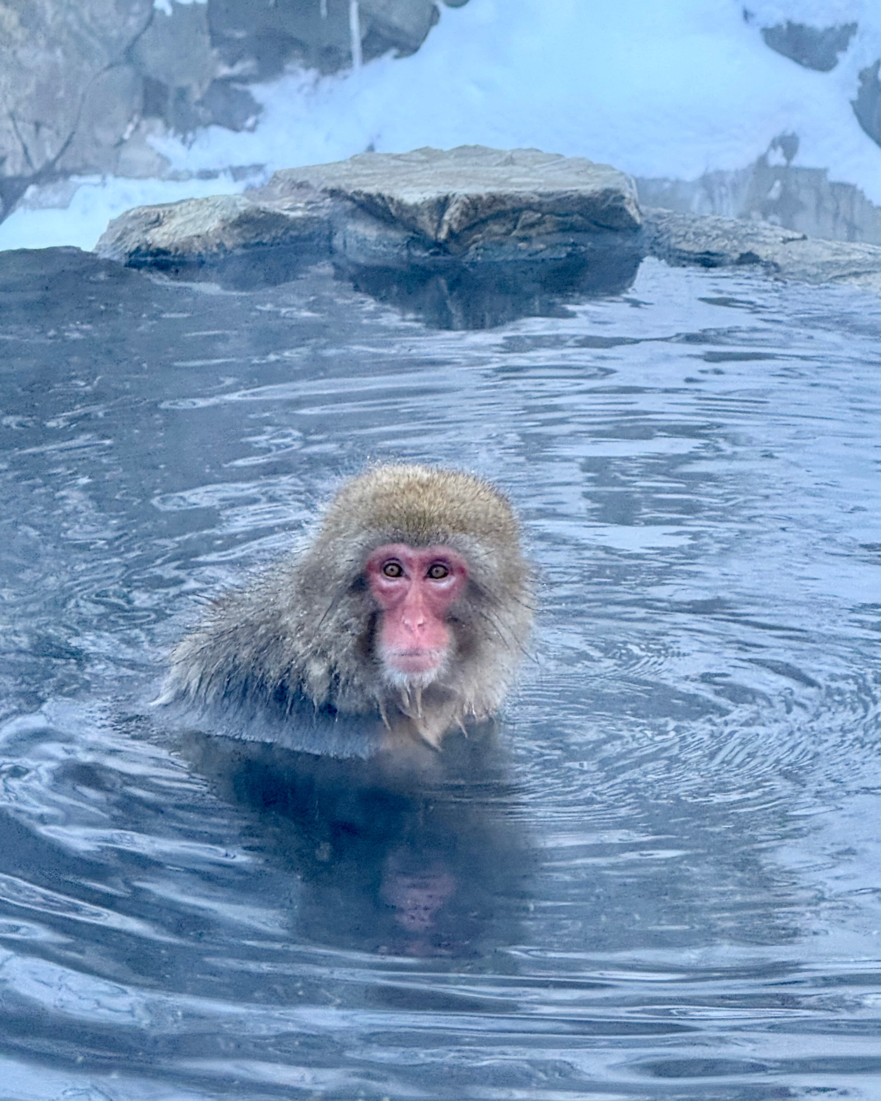 10 January Days in Japan curated by Elisse Tweet