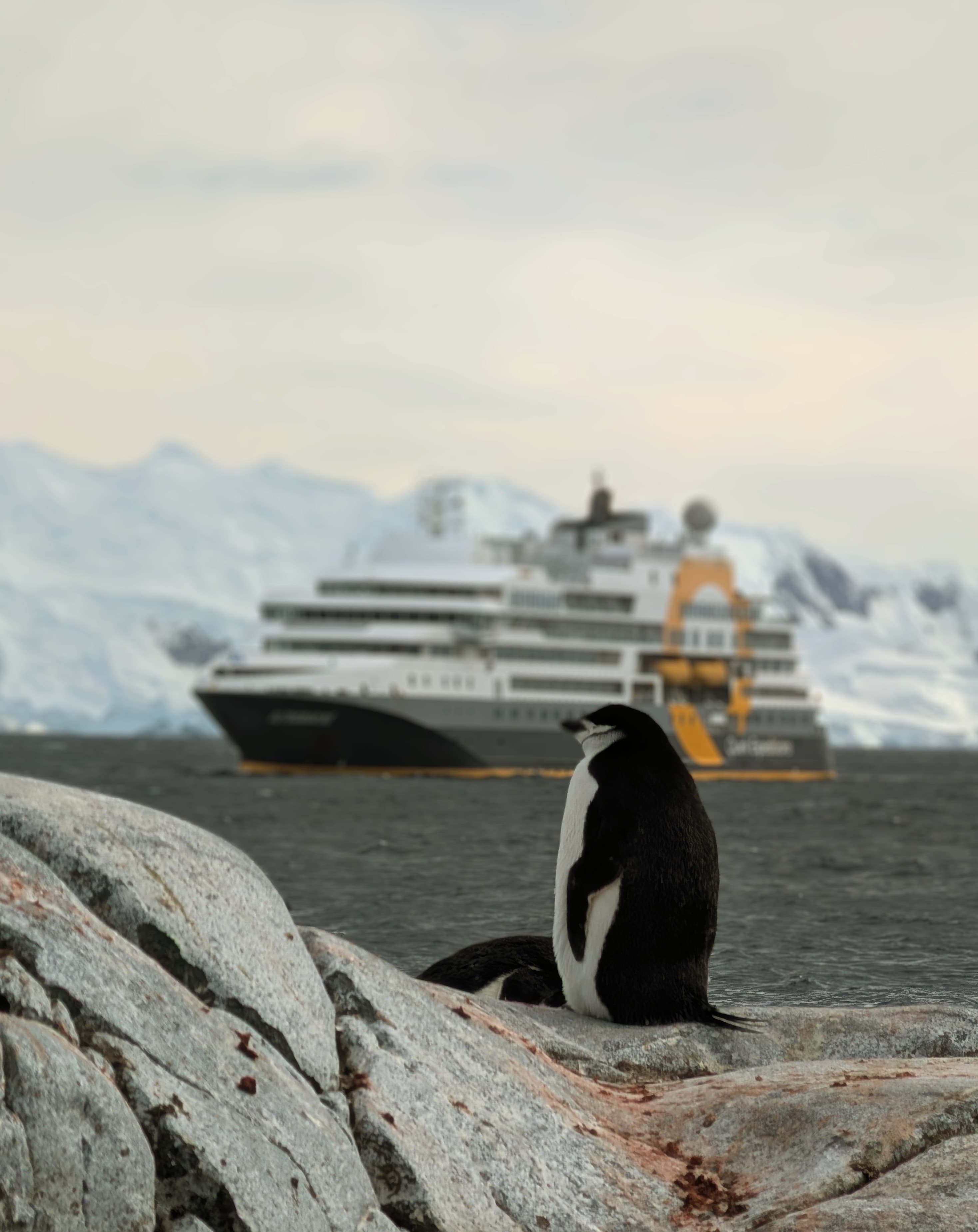 Antarctica: Understanding Variables That Shape the Ultimate Expedition curated by Robin Franko