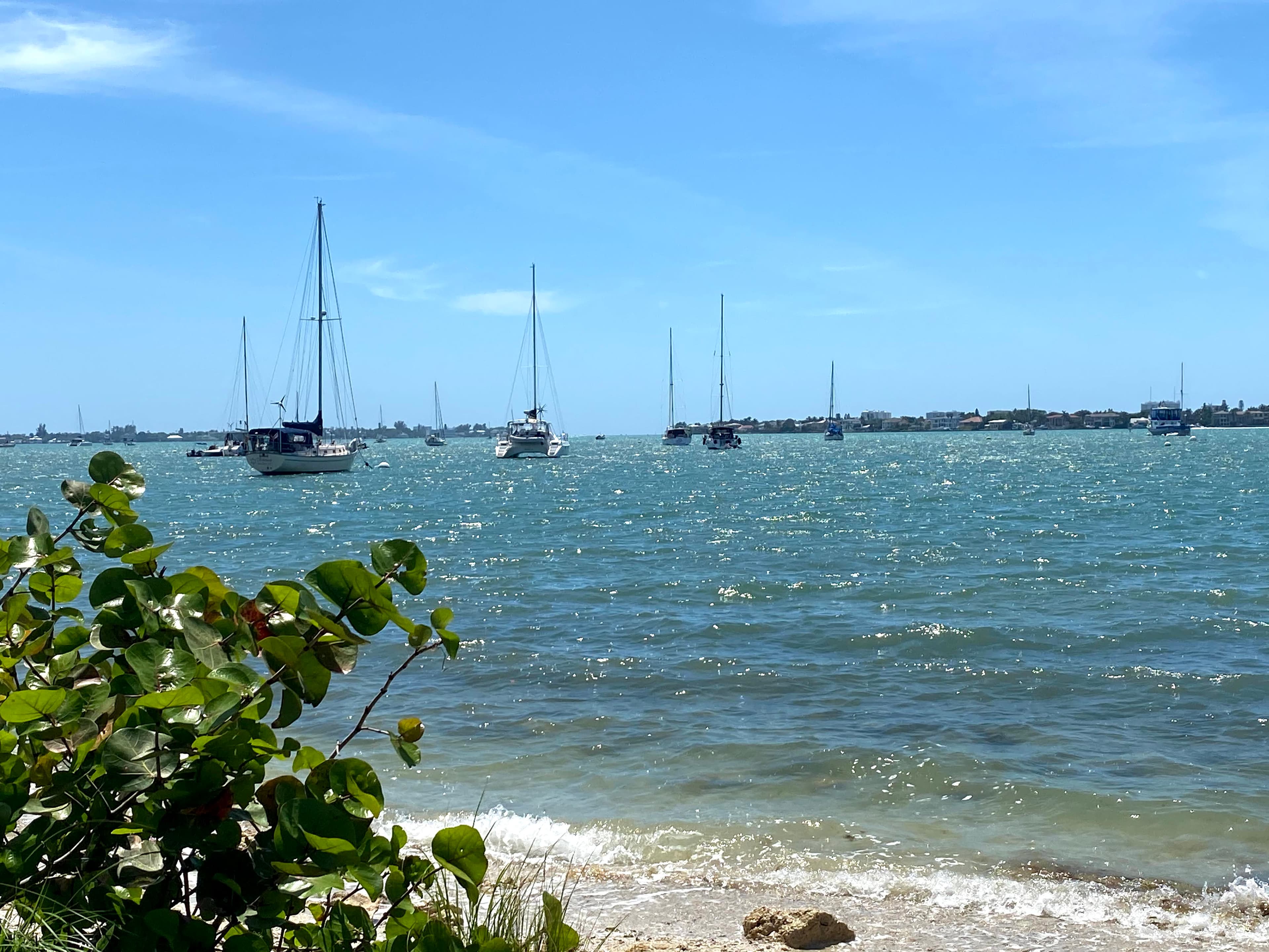 Sarasota Like a Local curated by Ciara Kilian