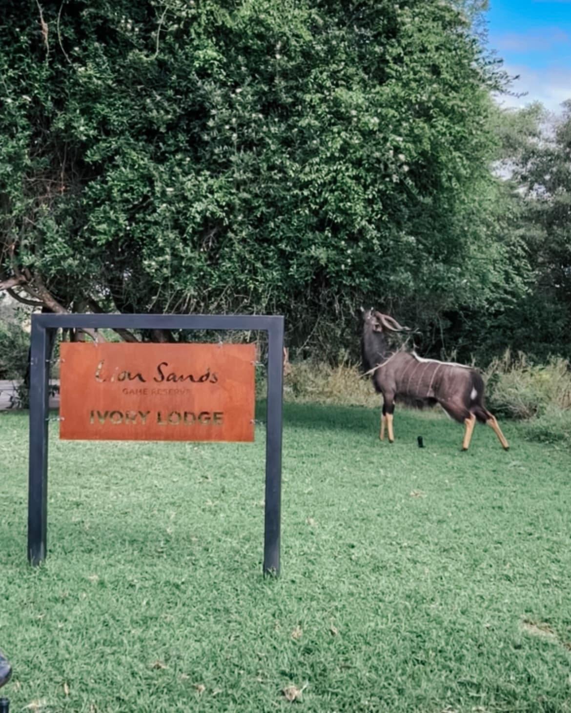 A Honeymoon Safari at Lion Sands Ivory Lodge: What the Experience Is Actually Like curated by Meghan Dematta