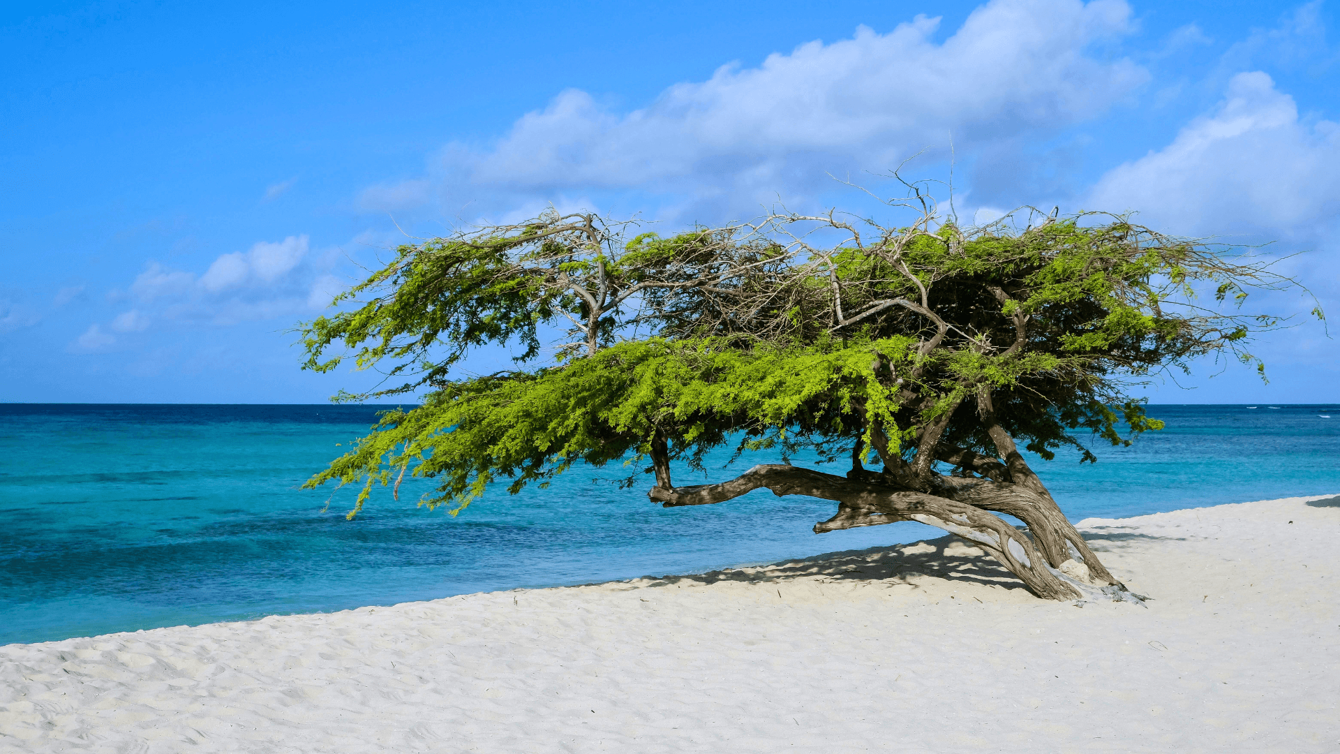 5 Days in Aruba: One Happy Island curated by Jennifer Siviero
