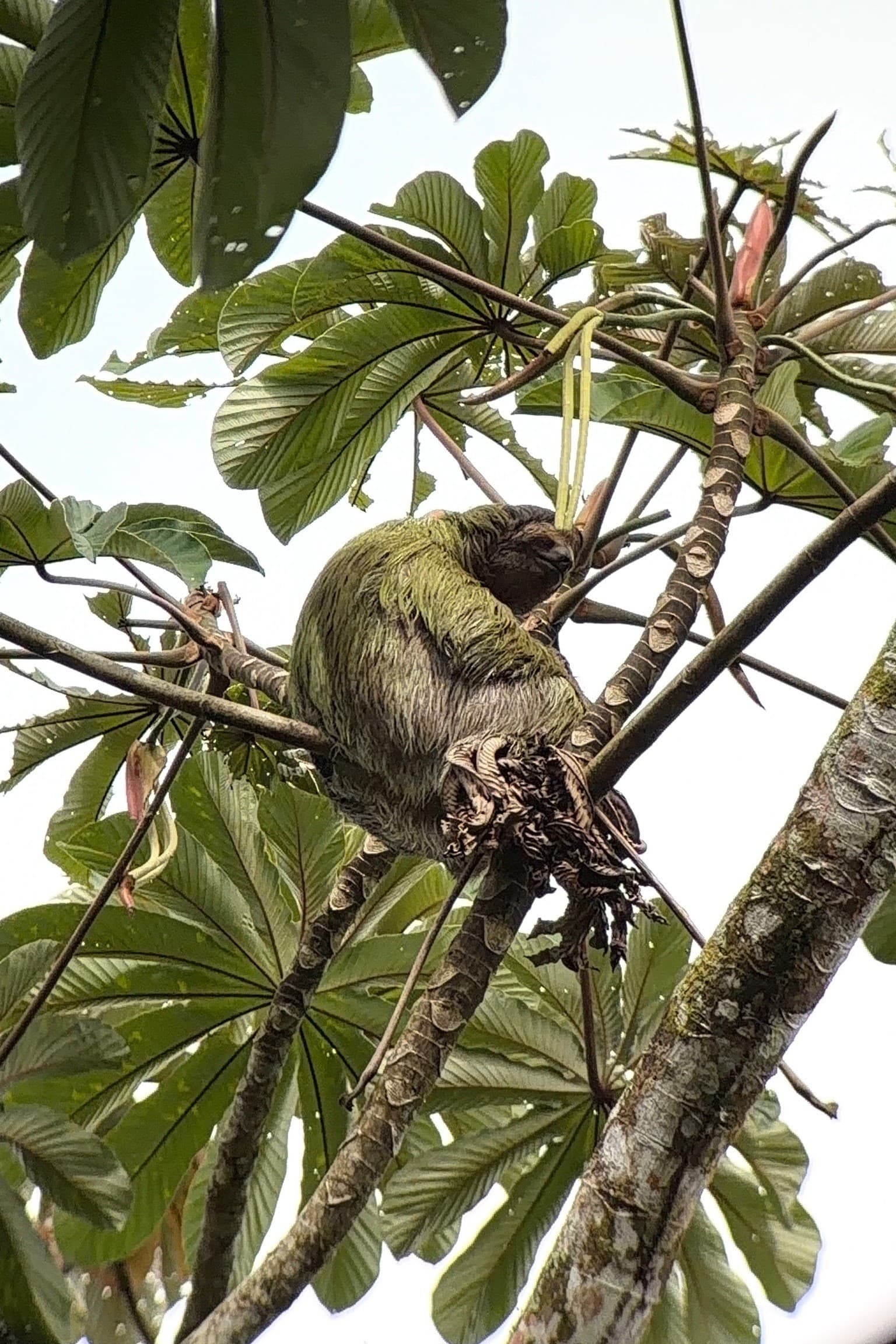 Pura Vida in La Fortuna curated by Michael Stein