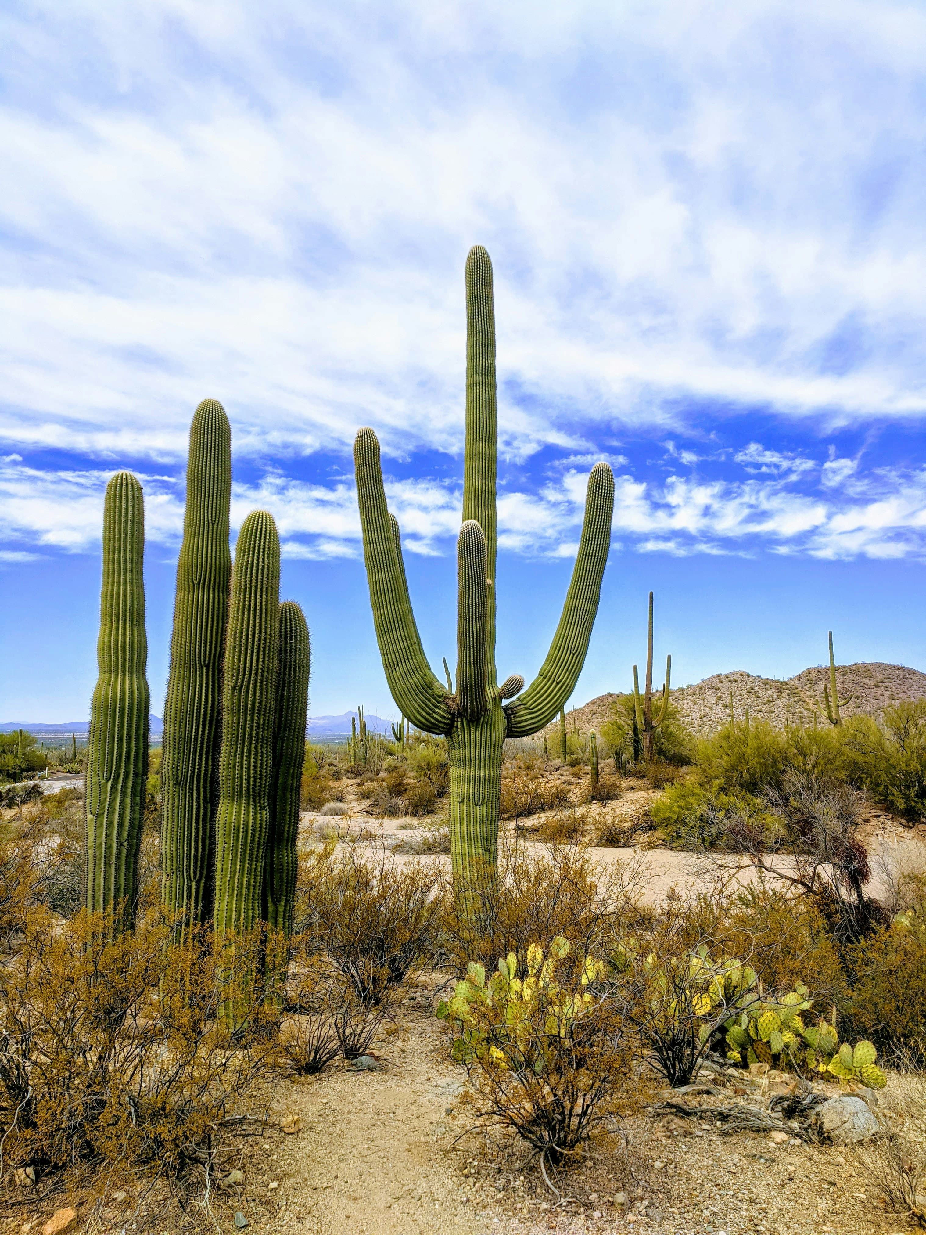 Tucson: Hiking & Nature for Outdoor-Focused Families curated by Samantha Hudson