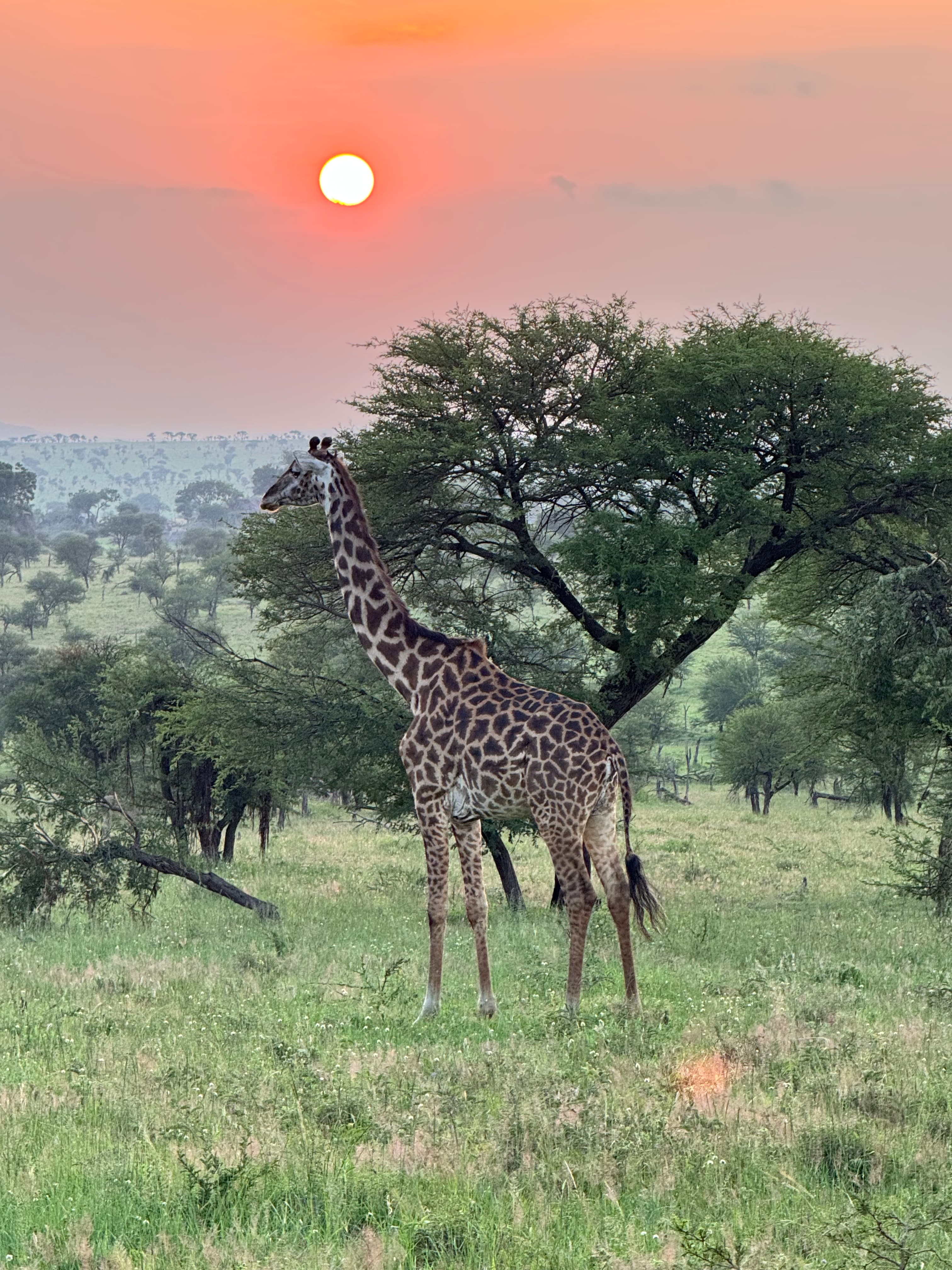 The Safari That Changed Everything: 14 Days in Kenya & Tanzania, A Personal Account curated by Ronit Margolis