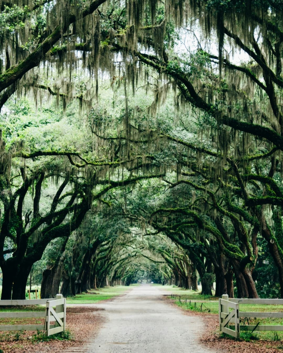 Southern Charm in 48 Hours: A Savannah Travel Guide curated by Theyla Mirowski