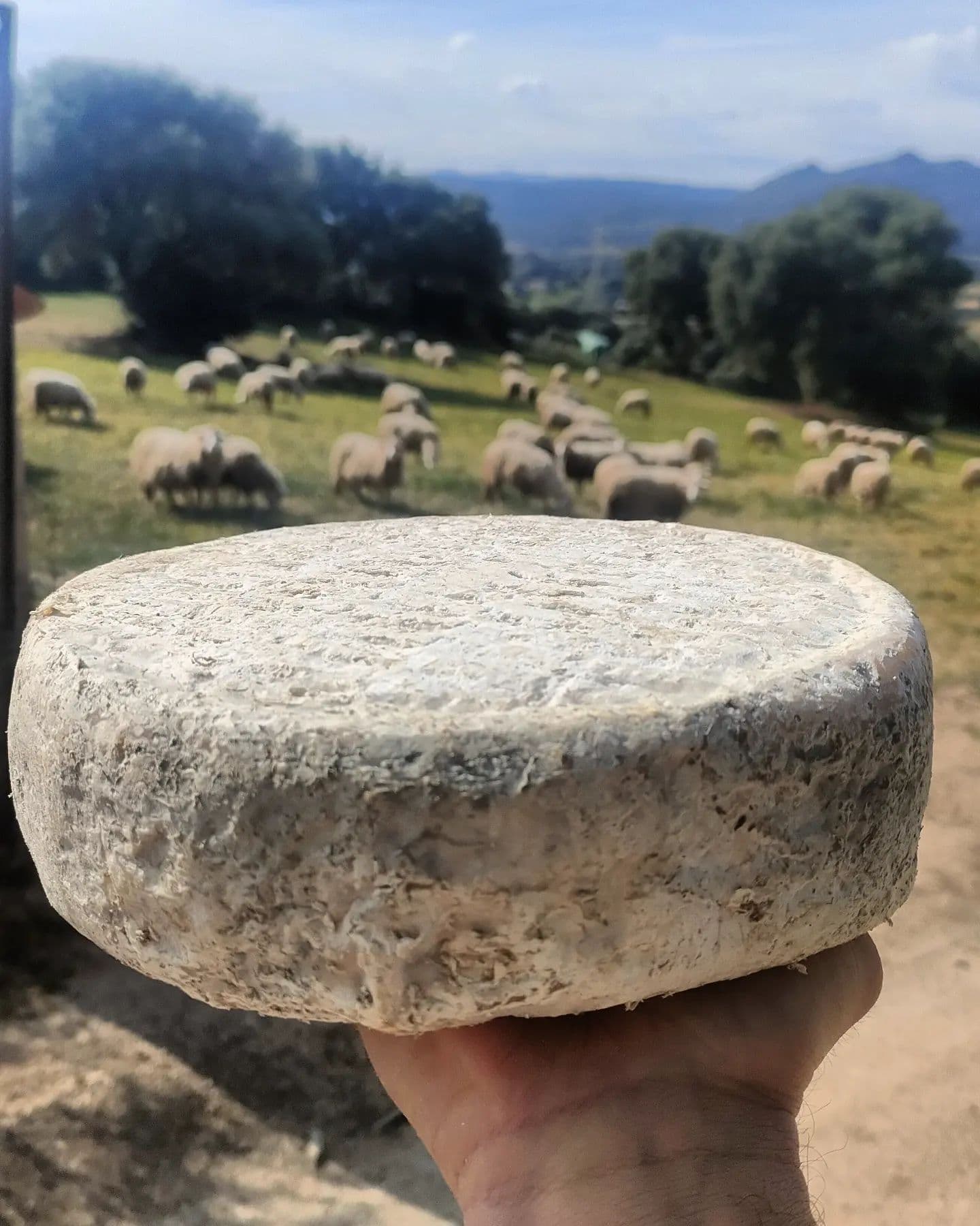 A Shepherd’s Table: A Private Cheese Experience at Antica Caresi, Sardinia curated by Elena Paciaroni
