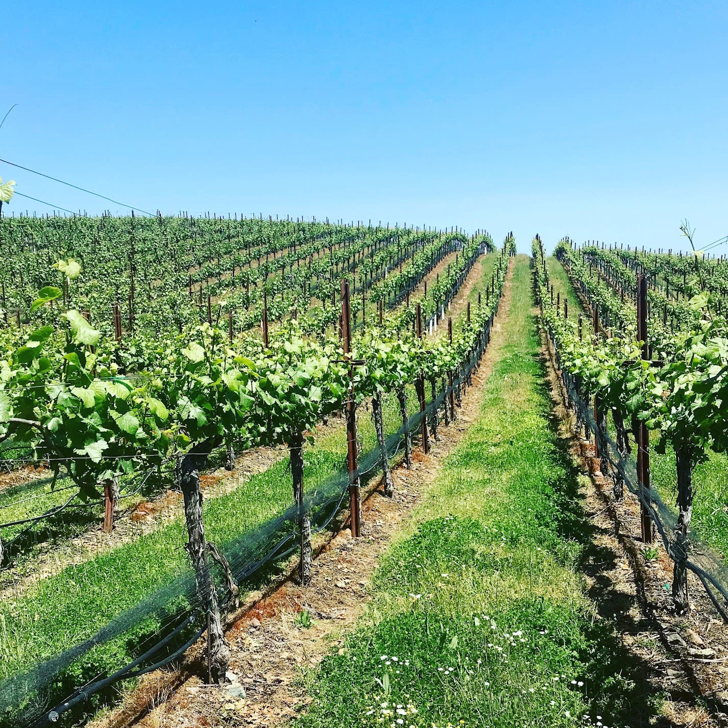 A First-Timer’s Guide to Napa Valley: Where to Stay, Eat & Explore curated by Dawn McKenzie