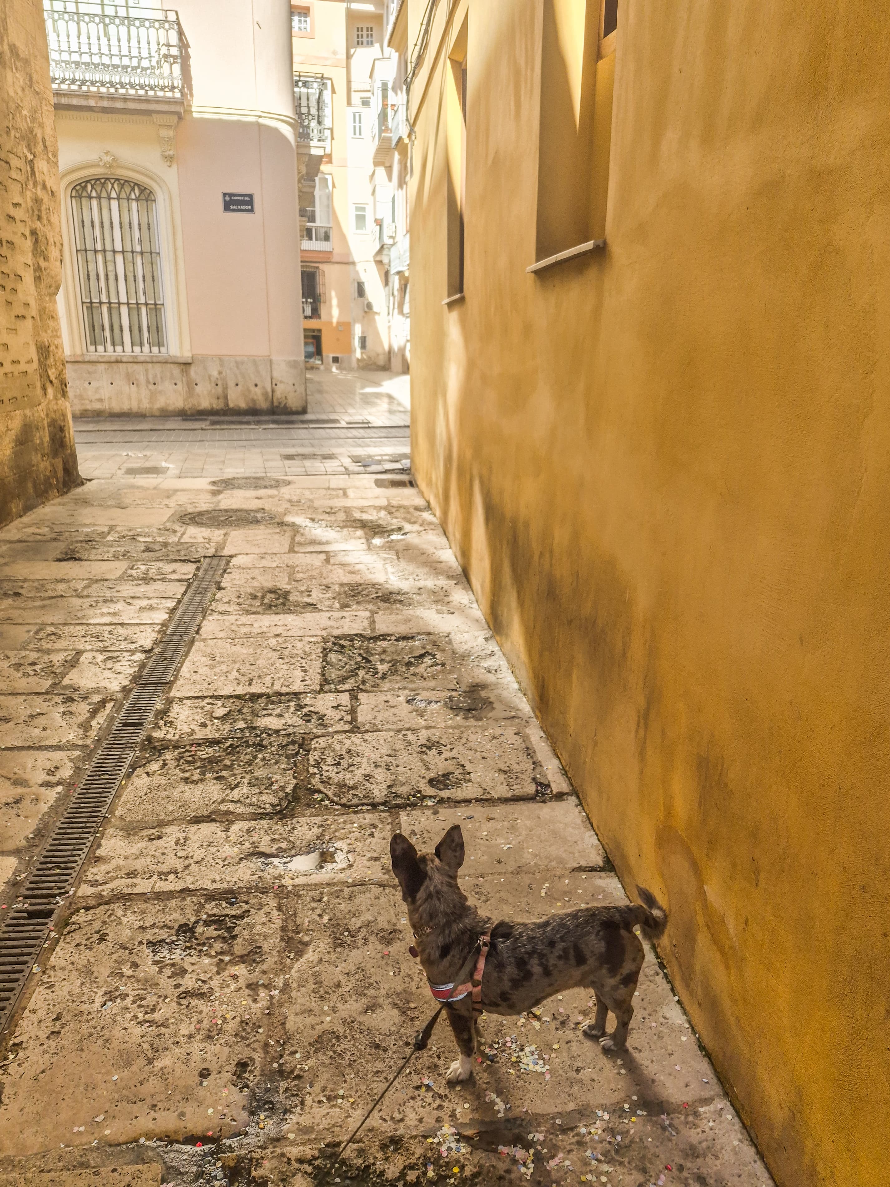 Valencia, Spain: A Pet Friendly Travel Guide curated by Tamea Agle