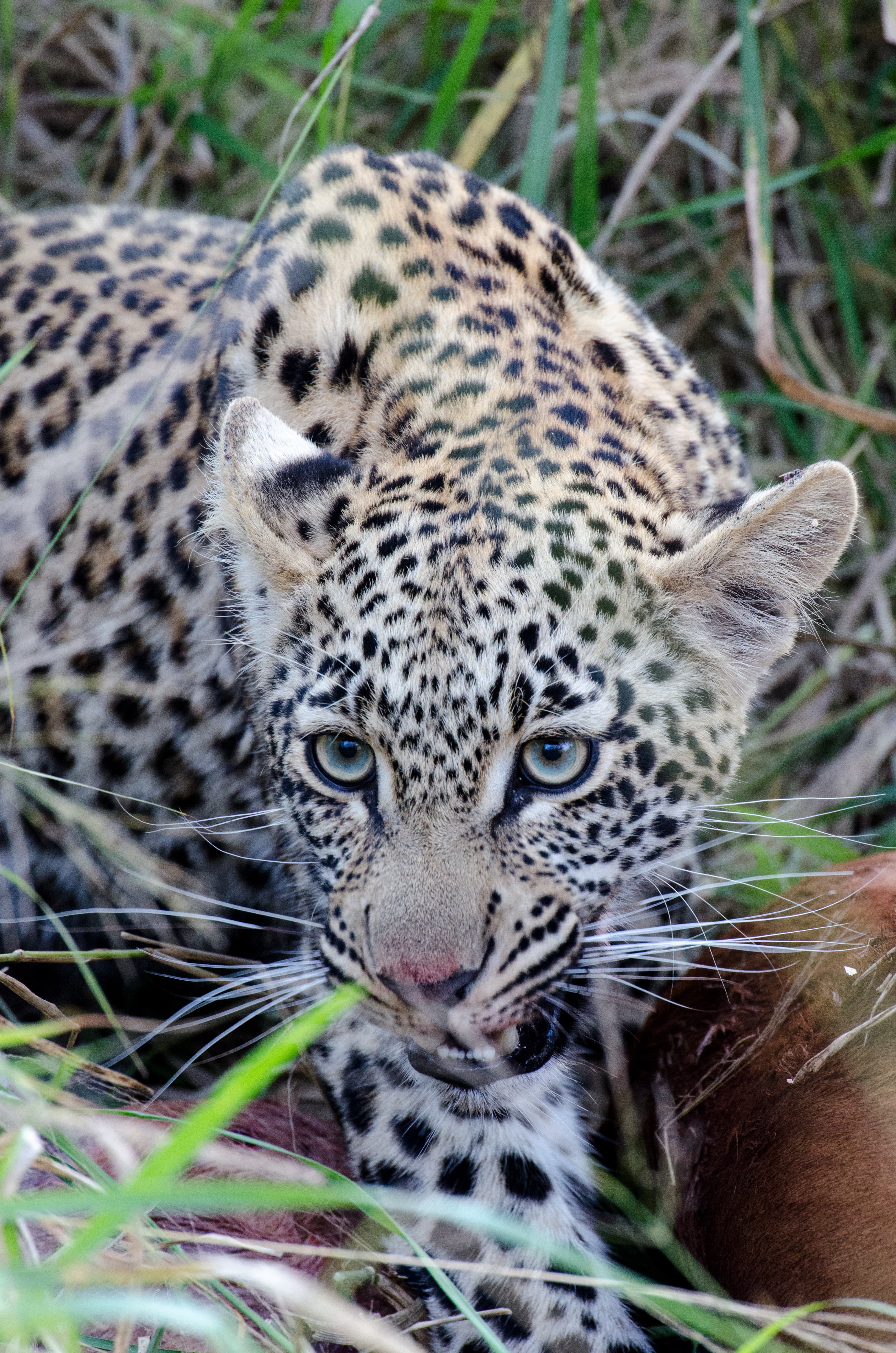 South Africa: Where Safari Meets Coast and Culture curated by Anne Bettesworth