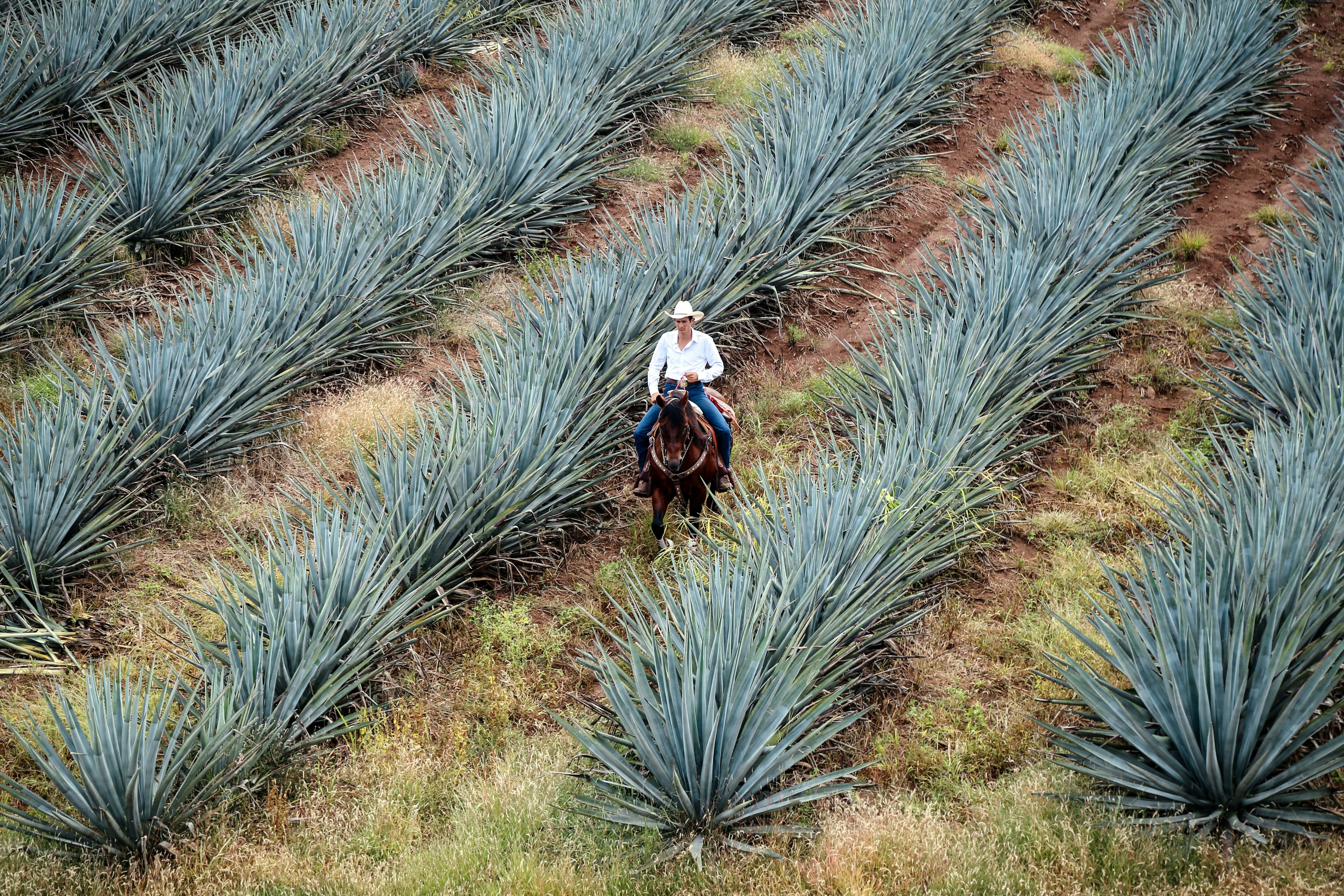 Tequila, Mexico: A Cultural Escape of Tastings, Traditions & Elevated Views curated by Maria Nefwani