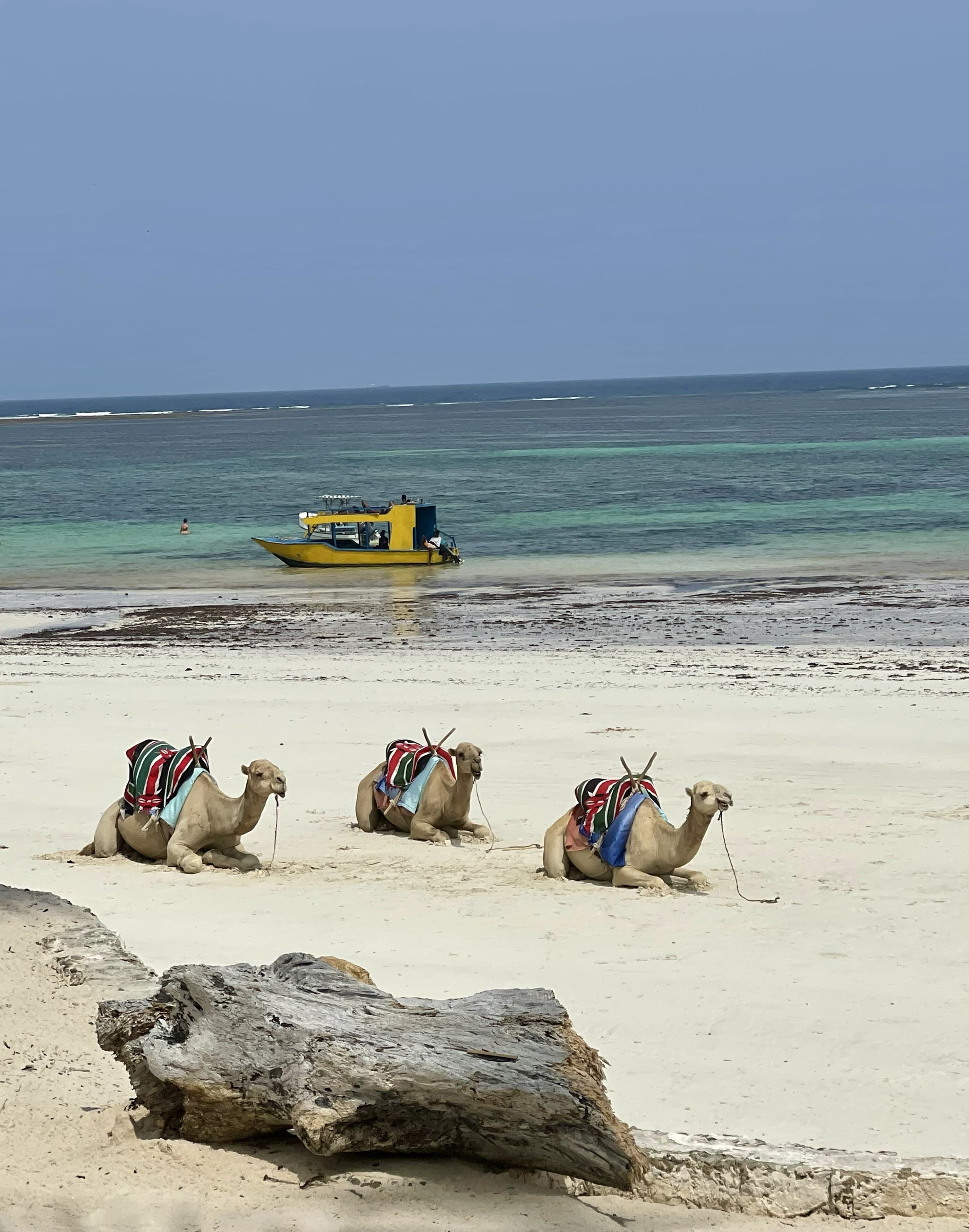 From the Serengeti to the Swahili Coast: Safari, Beach & Zanzibar in 3 Weeks. curated by Summer Hartley