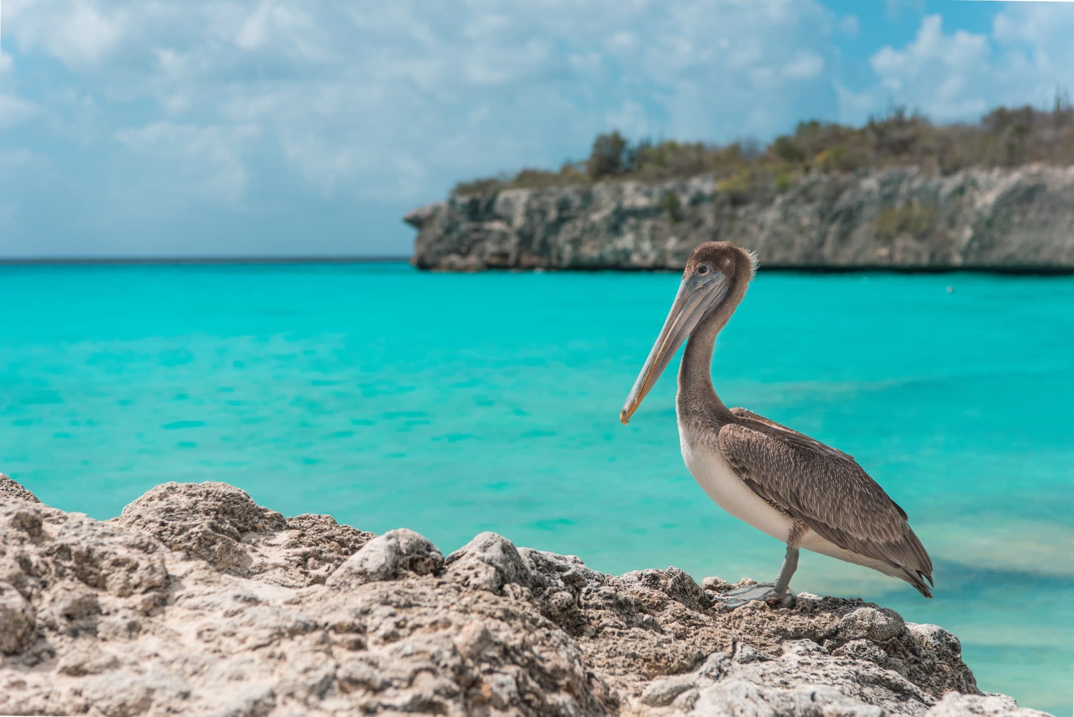 Curaçao: A Handpicked Guide to Where to Eat, Swim & Explore curated by Jean Mauck
