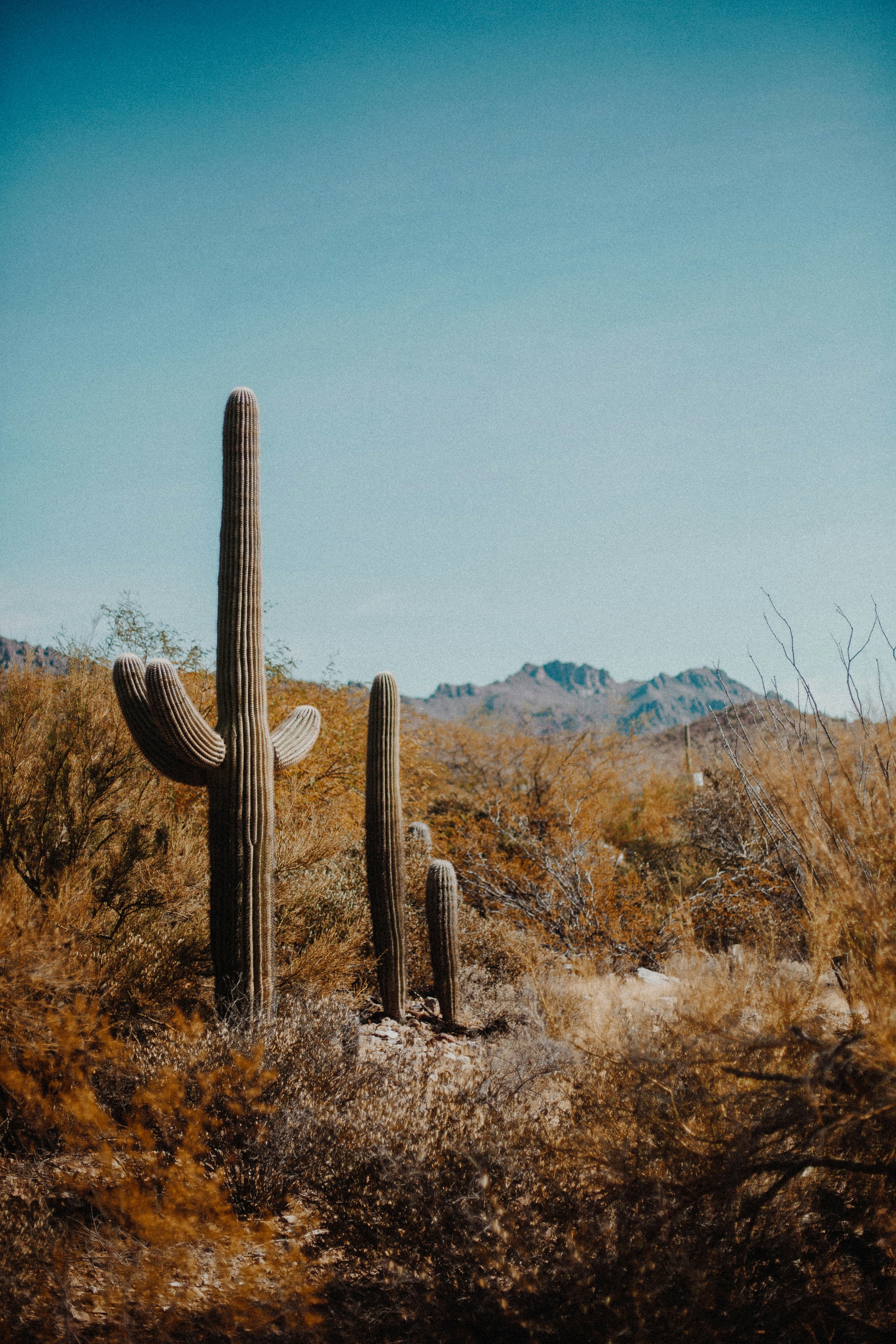 A 4-Day Tucson Itinerary for Families with Toddlers curated by Samantha Hudson