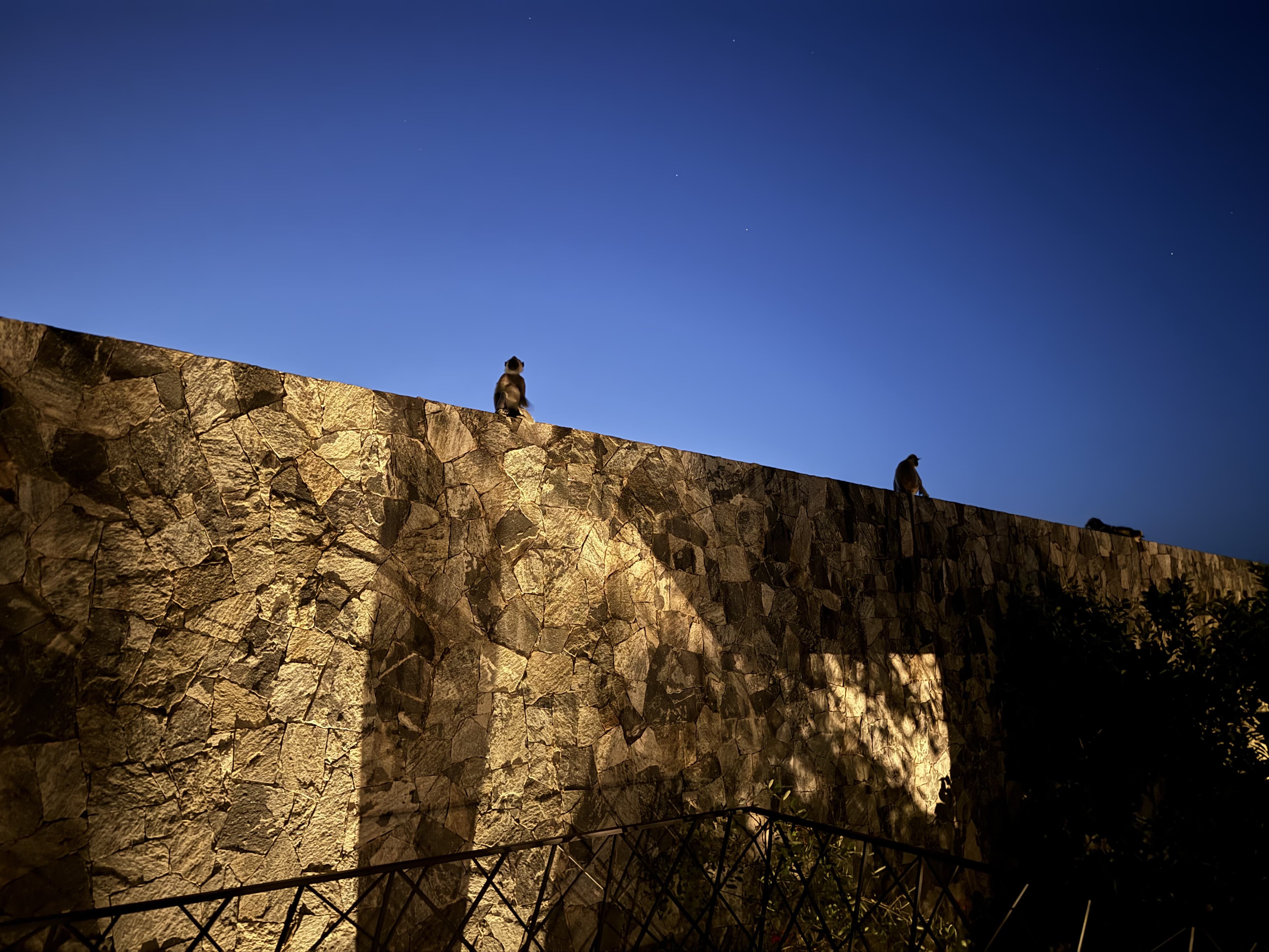 Searching for Leopards at Hilton Yala Resort Sri Lanka curated by Matthew Rice