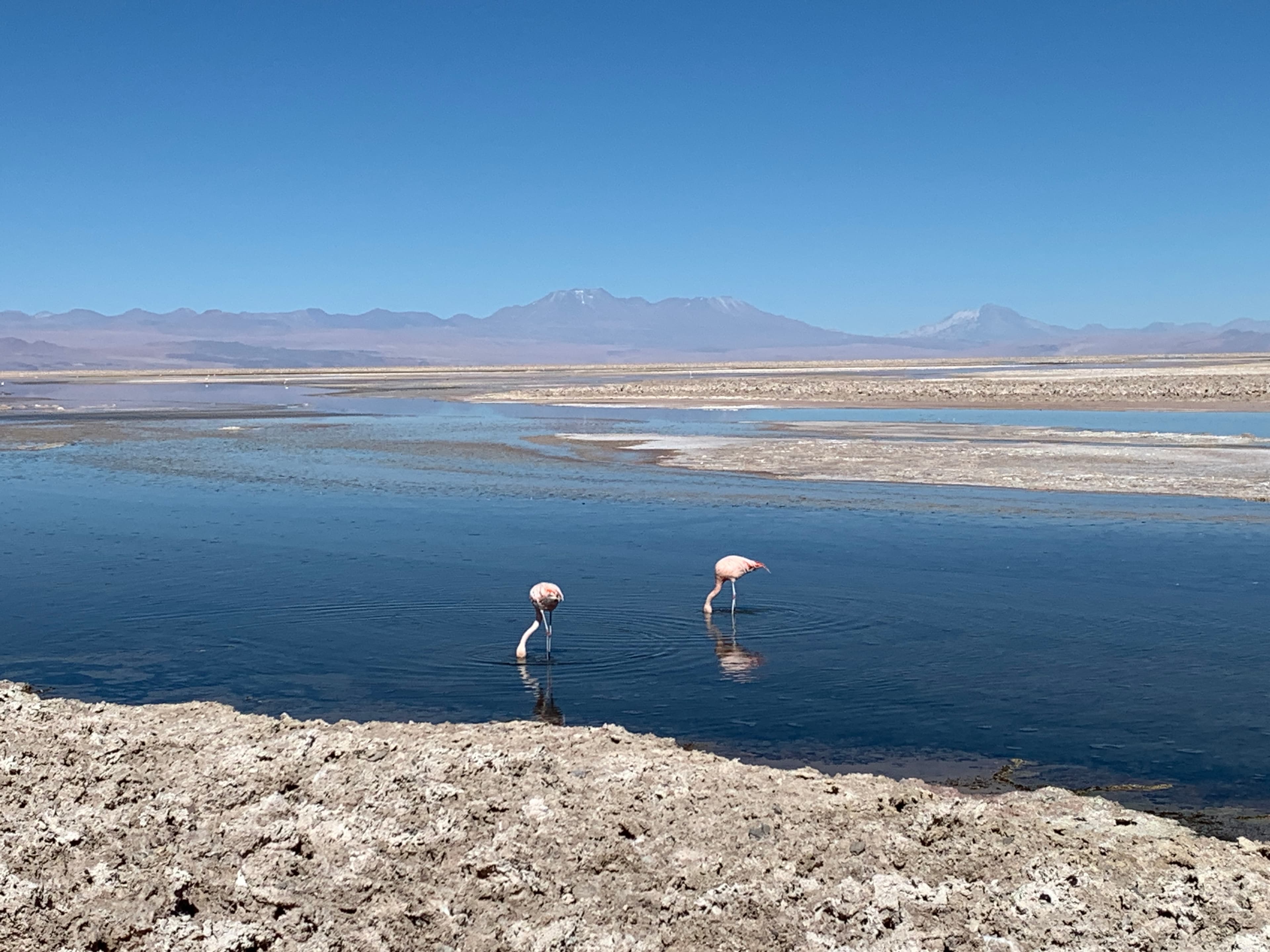 Family Fun in Chile’s Atacama Desert curated by Matthew Rice