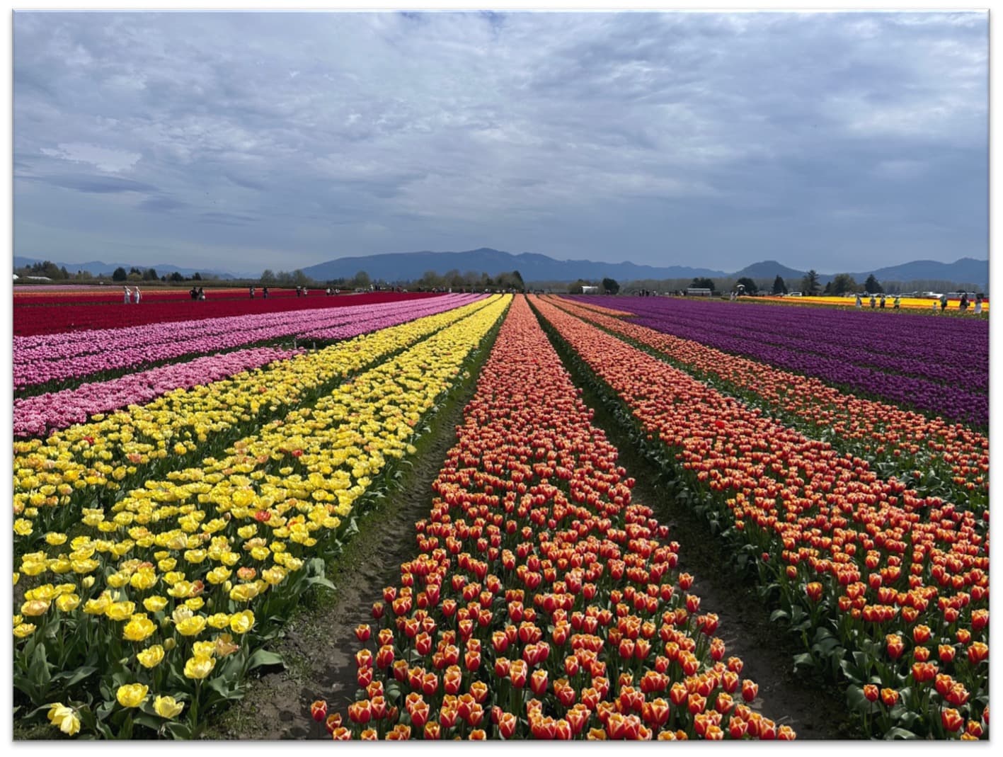 Mt. Vernon Tulip Festival: The Most Colorful Masterpiece Outside of Seattle curated by Lisa Oelsner