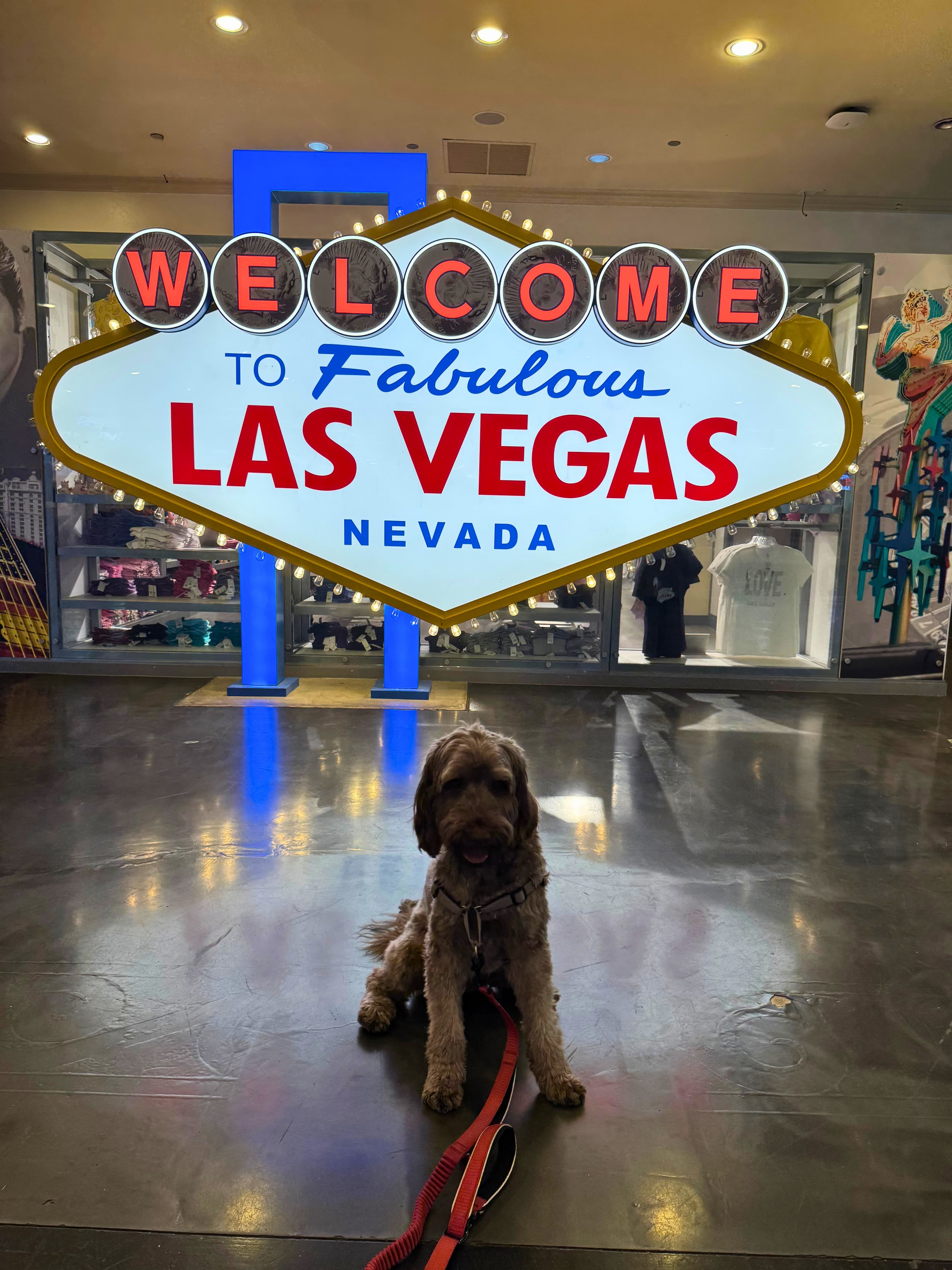 Doing Vegas, Doggie Style curated by Monica Morgan-Vargas