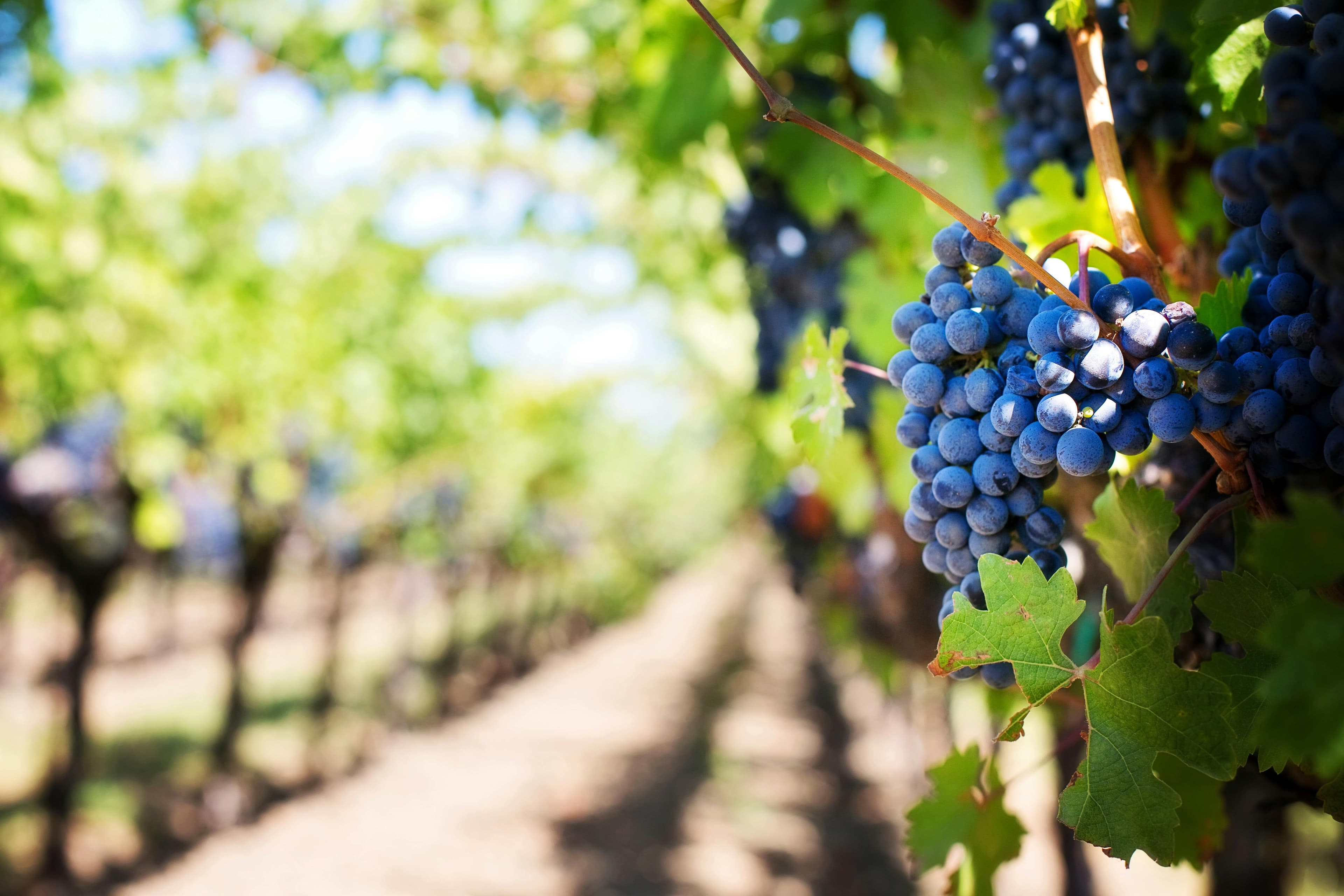 A 4-Day Executive Leadership Retreat in Napa Valley curated by Amber Fleming