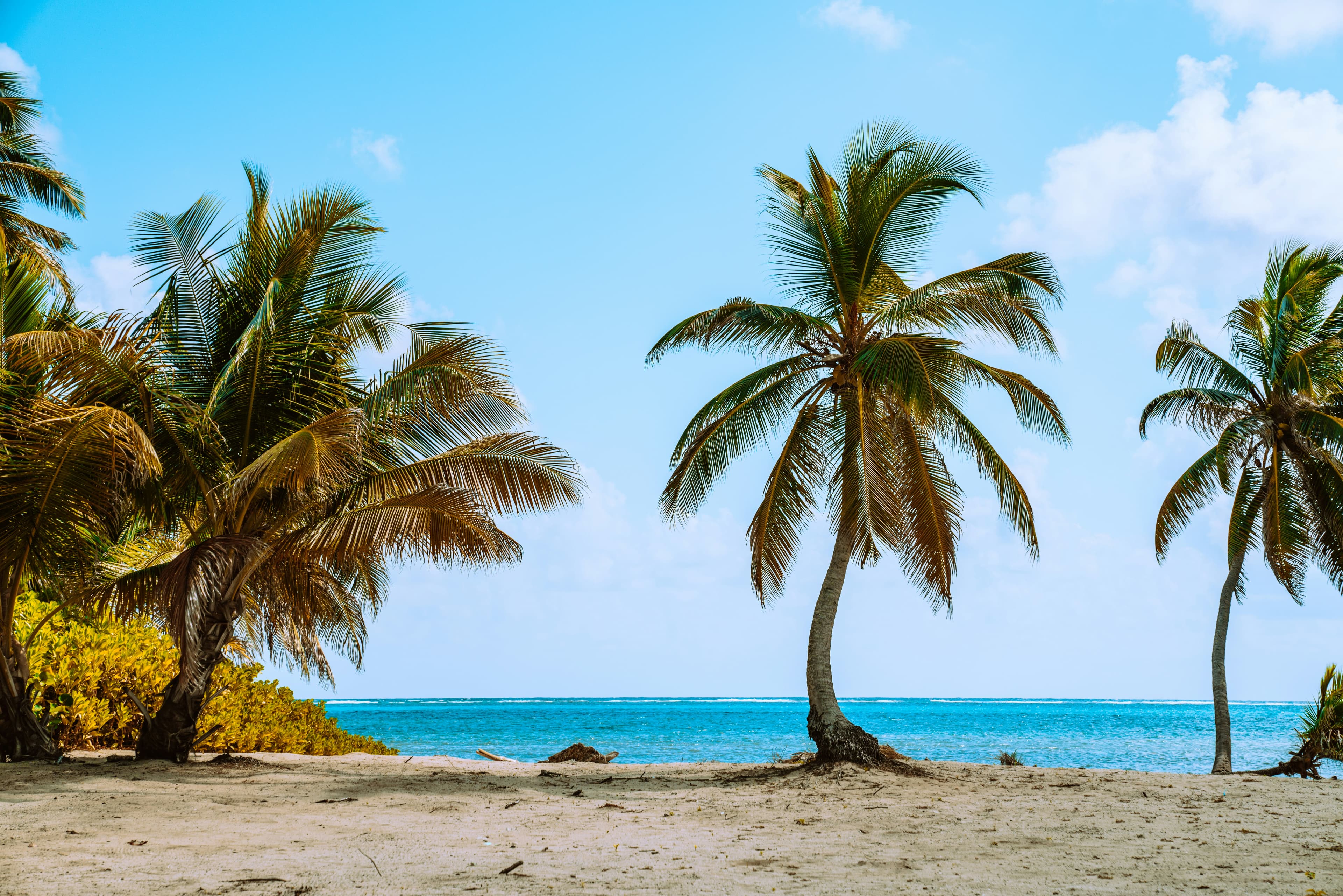 Belize: A Journey Through Forest and Coast curated by Amanda Popp
