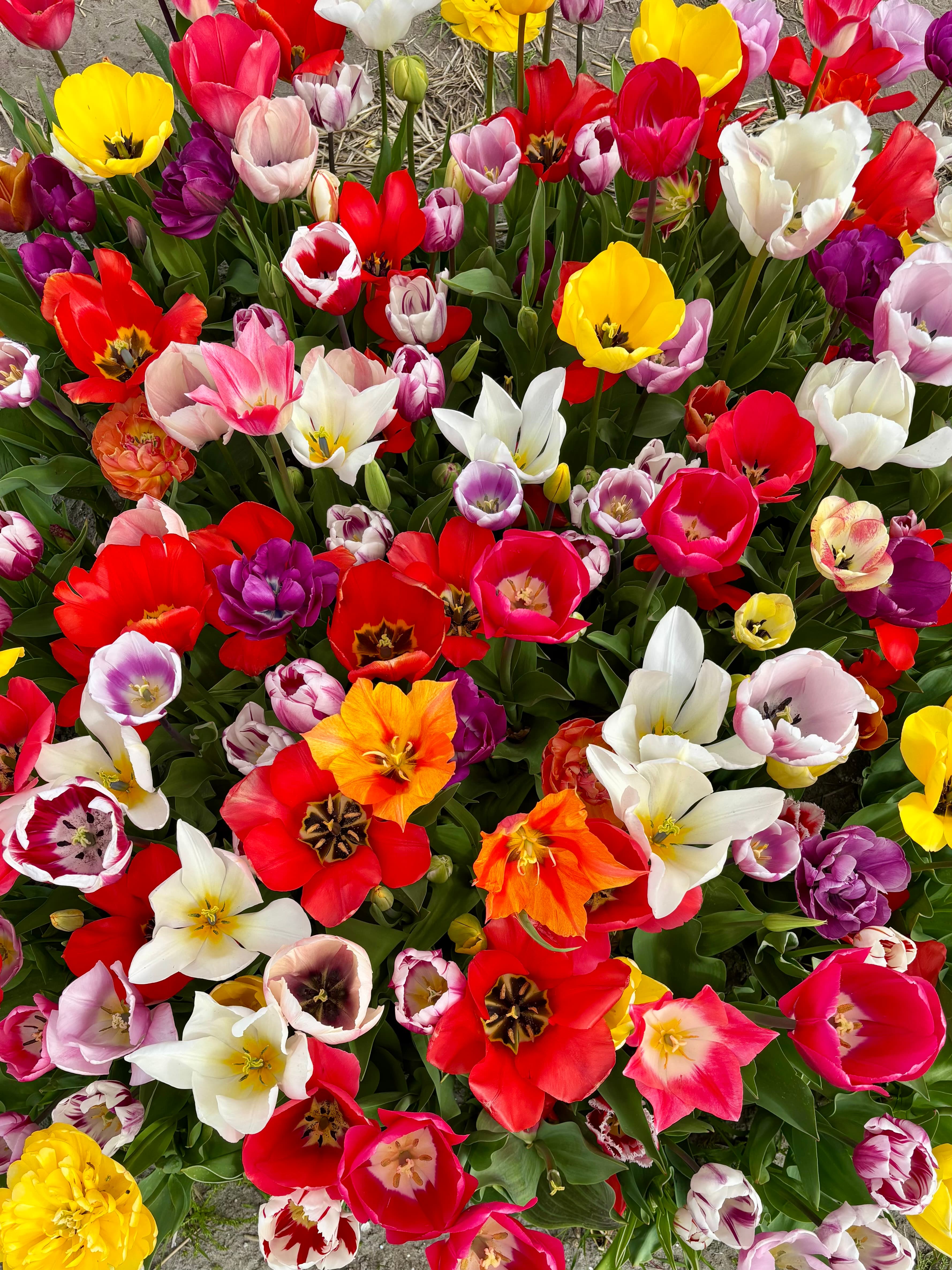 The Netherlands for Tulip Lovers curated by Janet Rouss