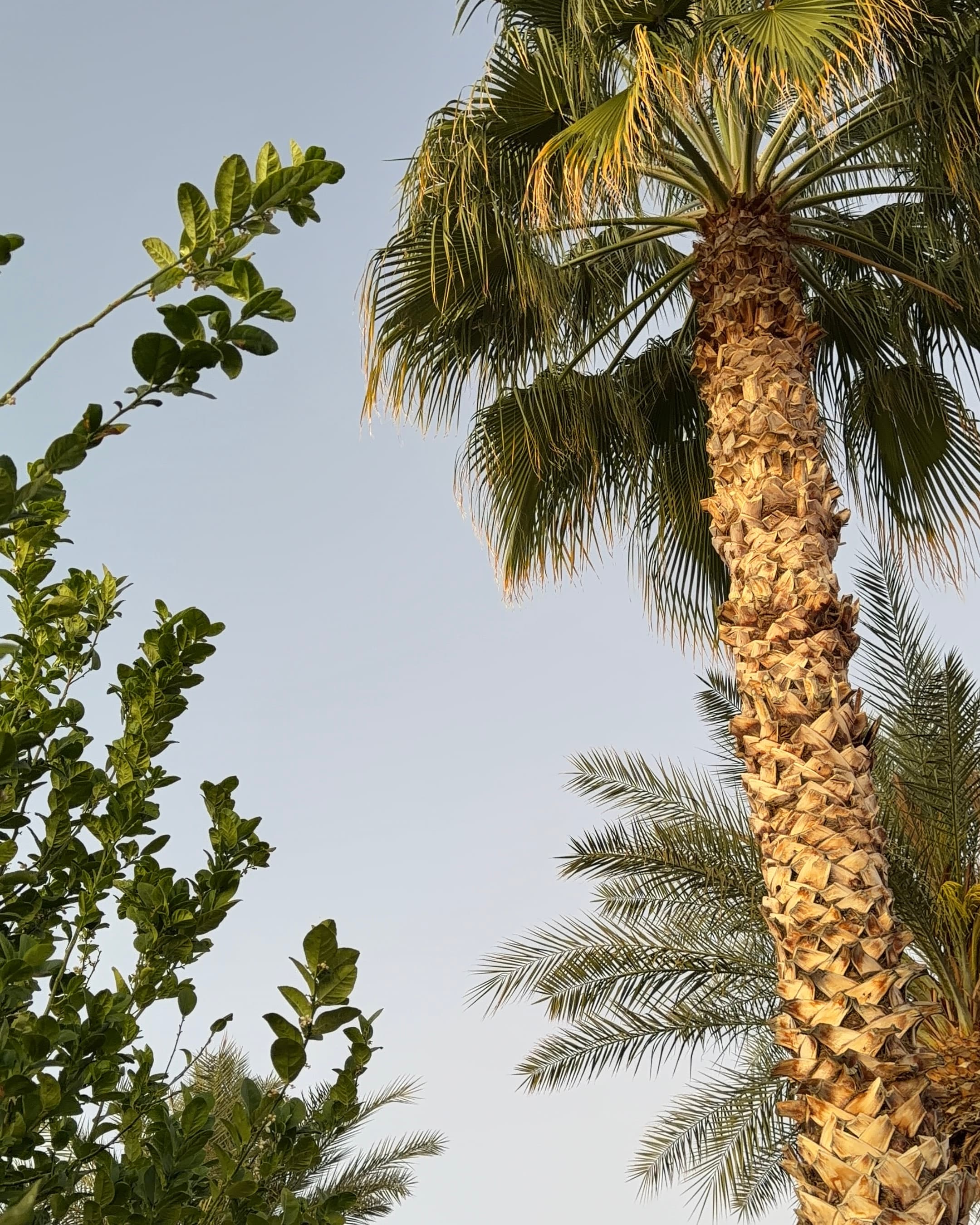 Scottsdale Like a Local: An Arizona Native Guide curated by Lexi Mueller