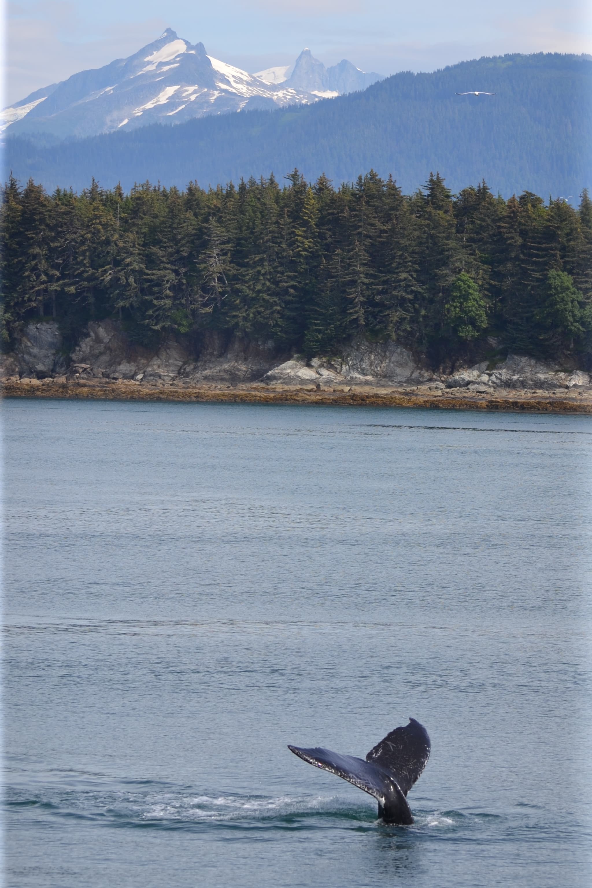 Honeymooning in Alaska: Glaciers, Romance & Adventure curated by Kathryn Wilson
