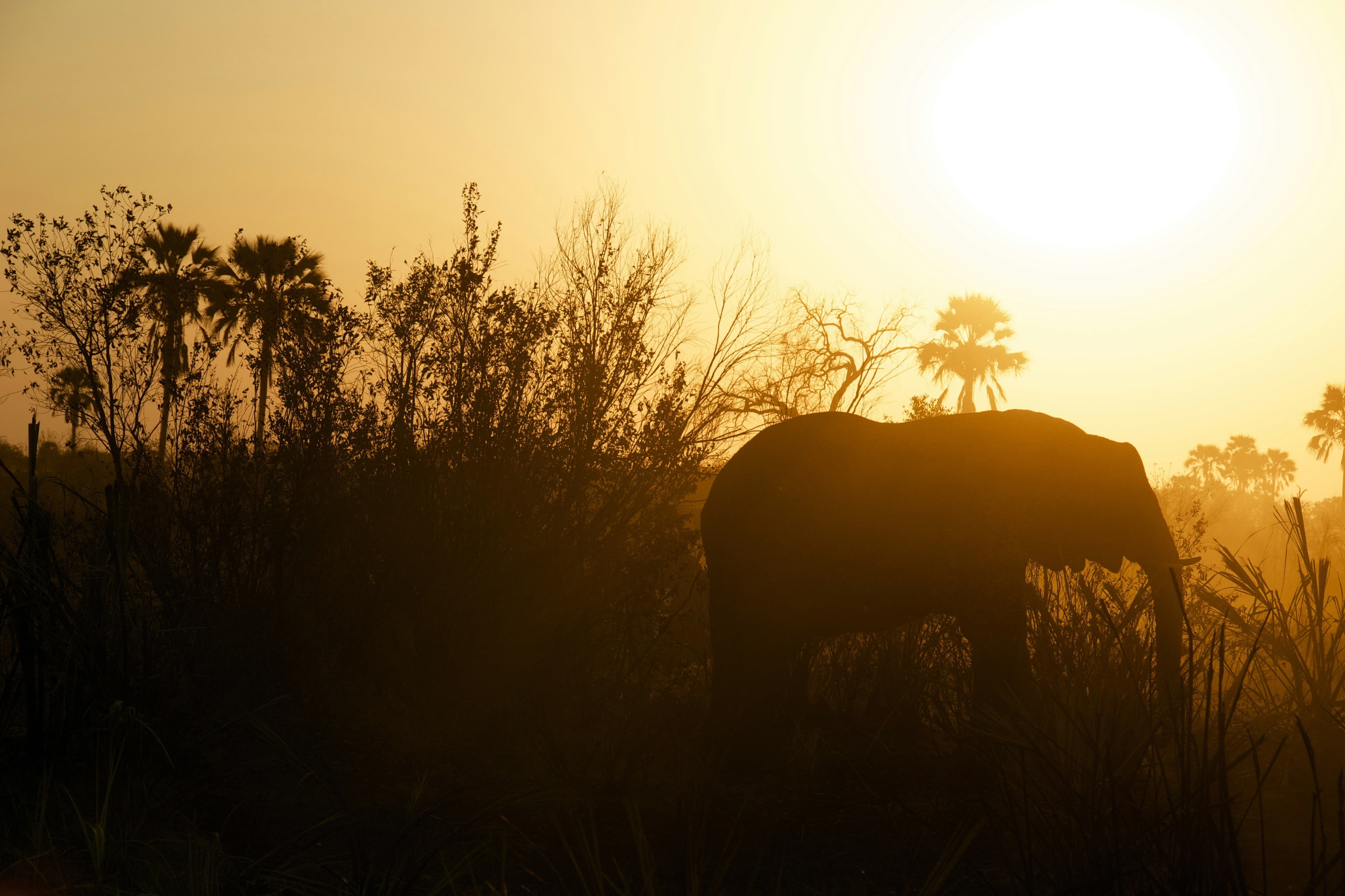 The Art of the Short Safari: A Curator’s Guide to South Africa & Botswana curated by Marc Scholnick