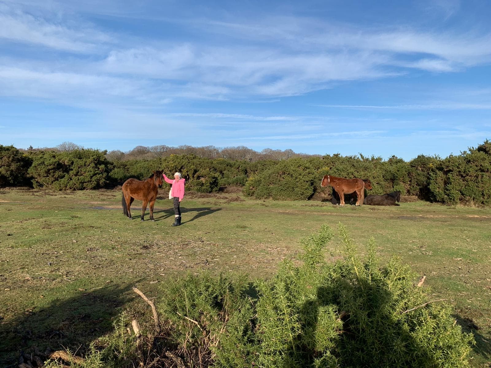 Magical Brockenhurst, Where the Wild Horses Roam curated by Christie Vines
