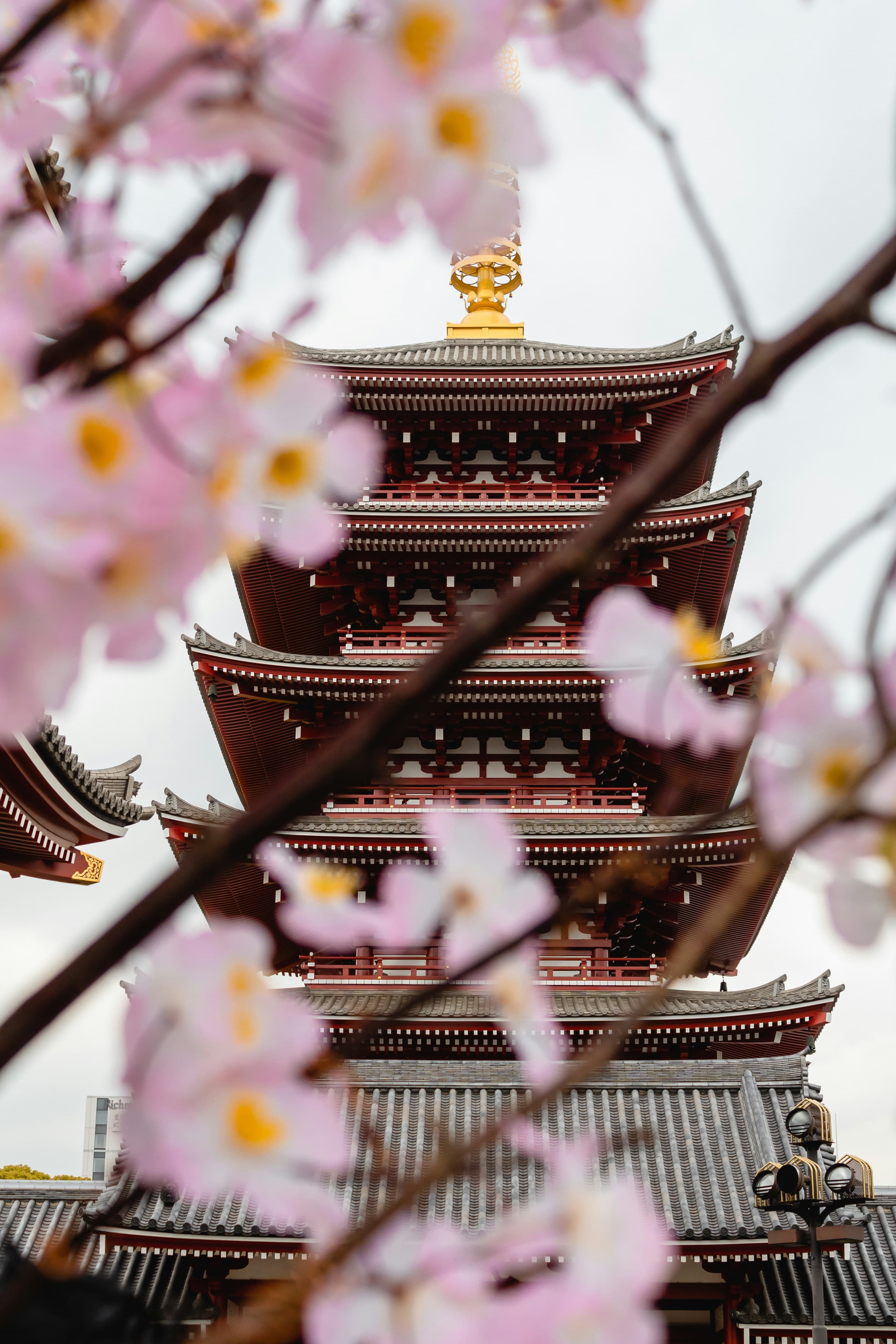 Japan: 10 Days of Cherry Blossom Viewing for Families curated by Sarah Keepers