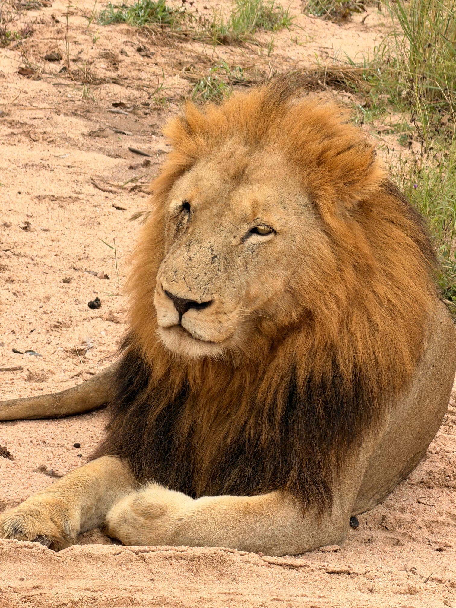 Exploring South Africa: Safari, the Winelands & Cape Town curated by Amanda Ford