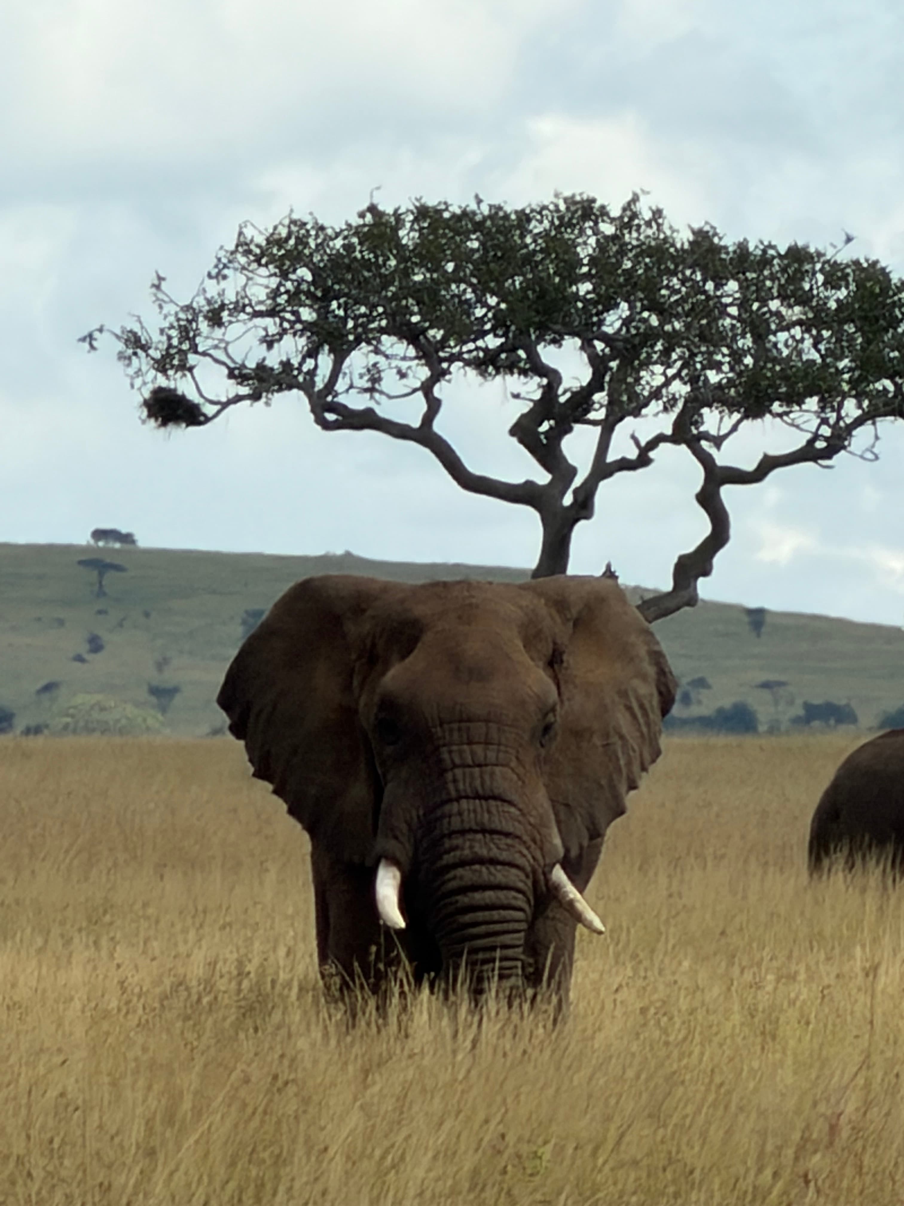 African Safari with Luxury Beach Ending: Tanzania & Zanzibar curated by Rusty Stephenson