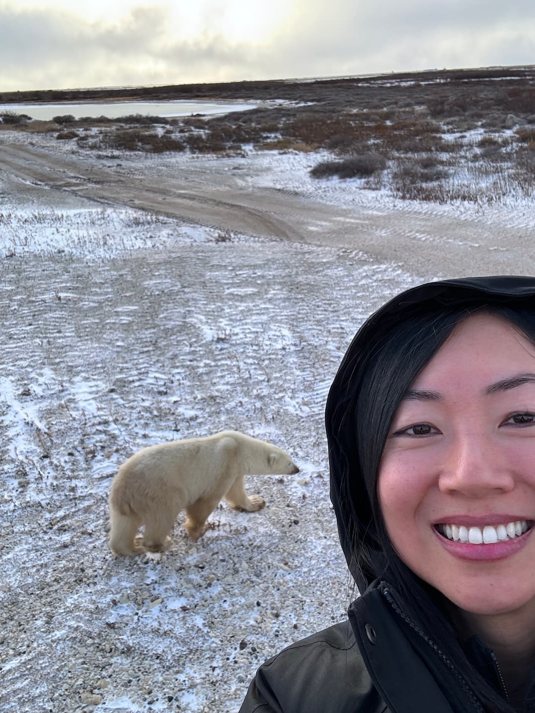 How to See Polar Bears in the Wild (And Actually Get Close) curated by Wenli Cai