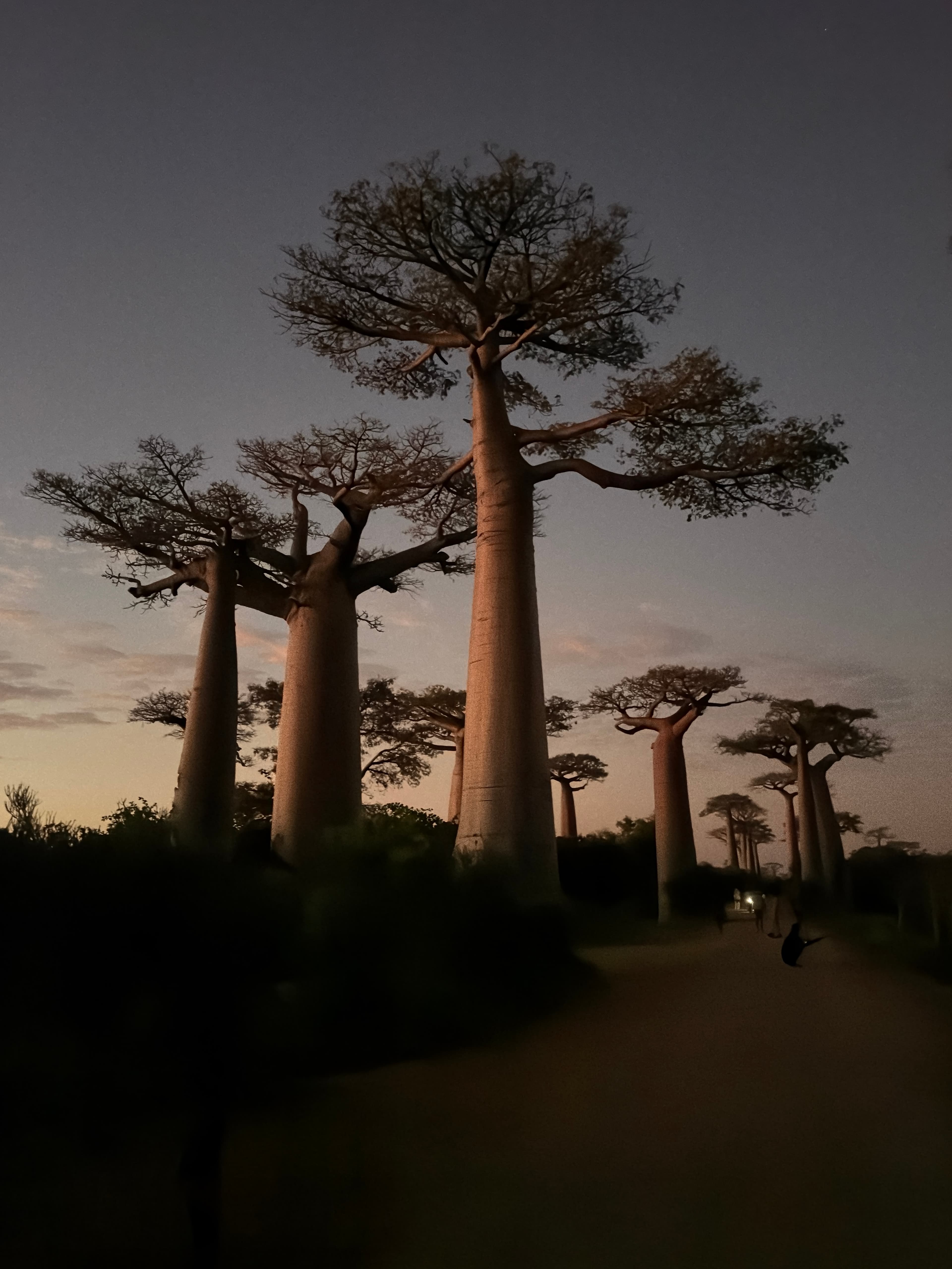 Madagascar Is Not for the Faint of Heart (But Go Anyway) curated by Wenli Cai