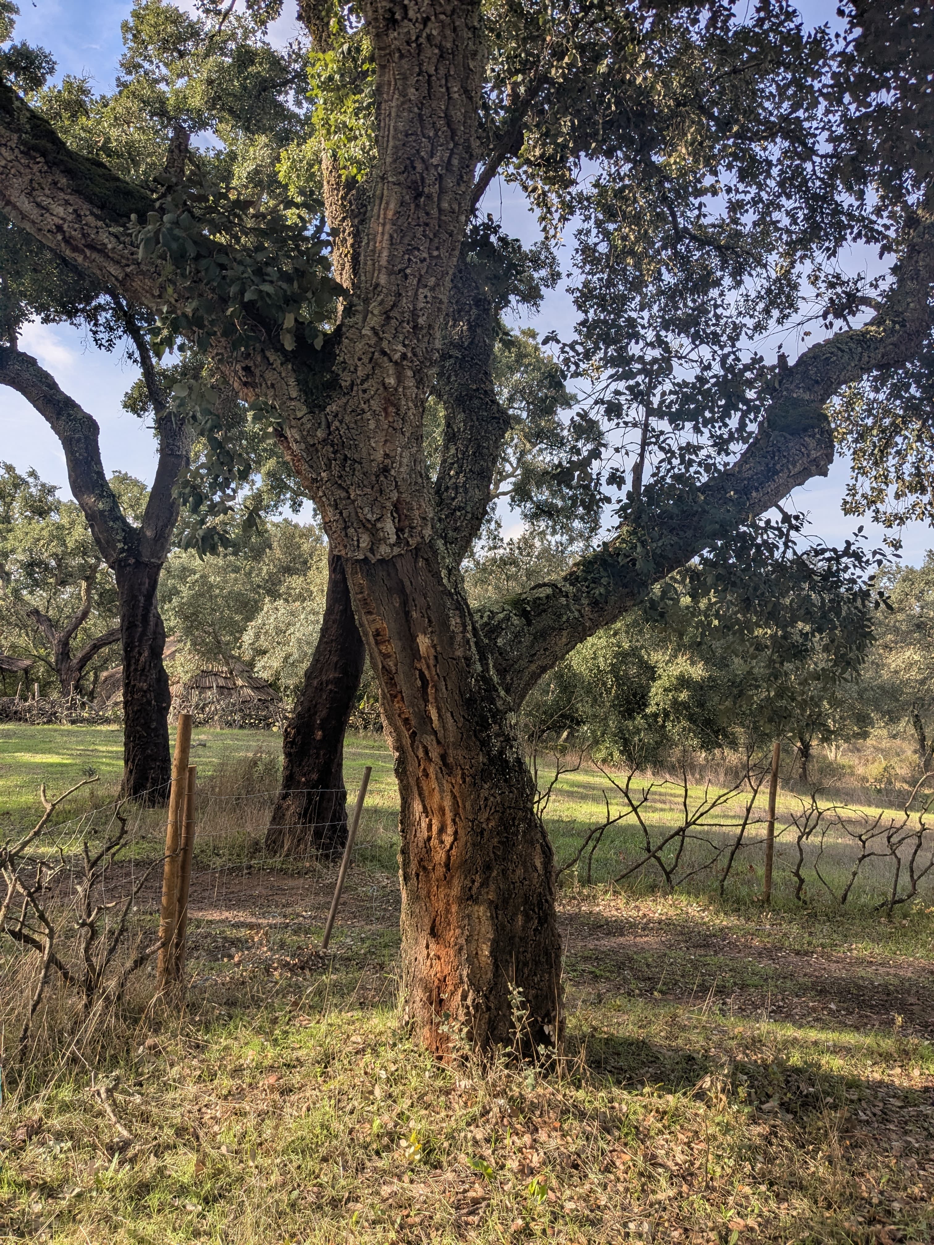 The Cork Forests of Alentejo: Portugal's Best-Kept Secret curated by Cheryl DeMinico