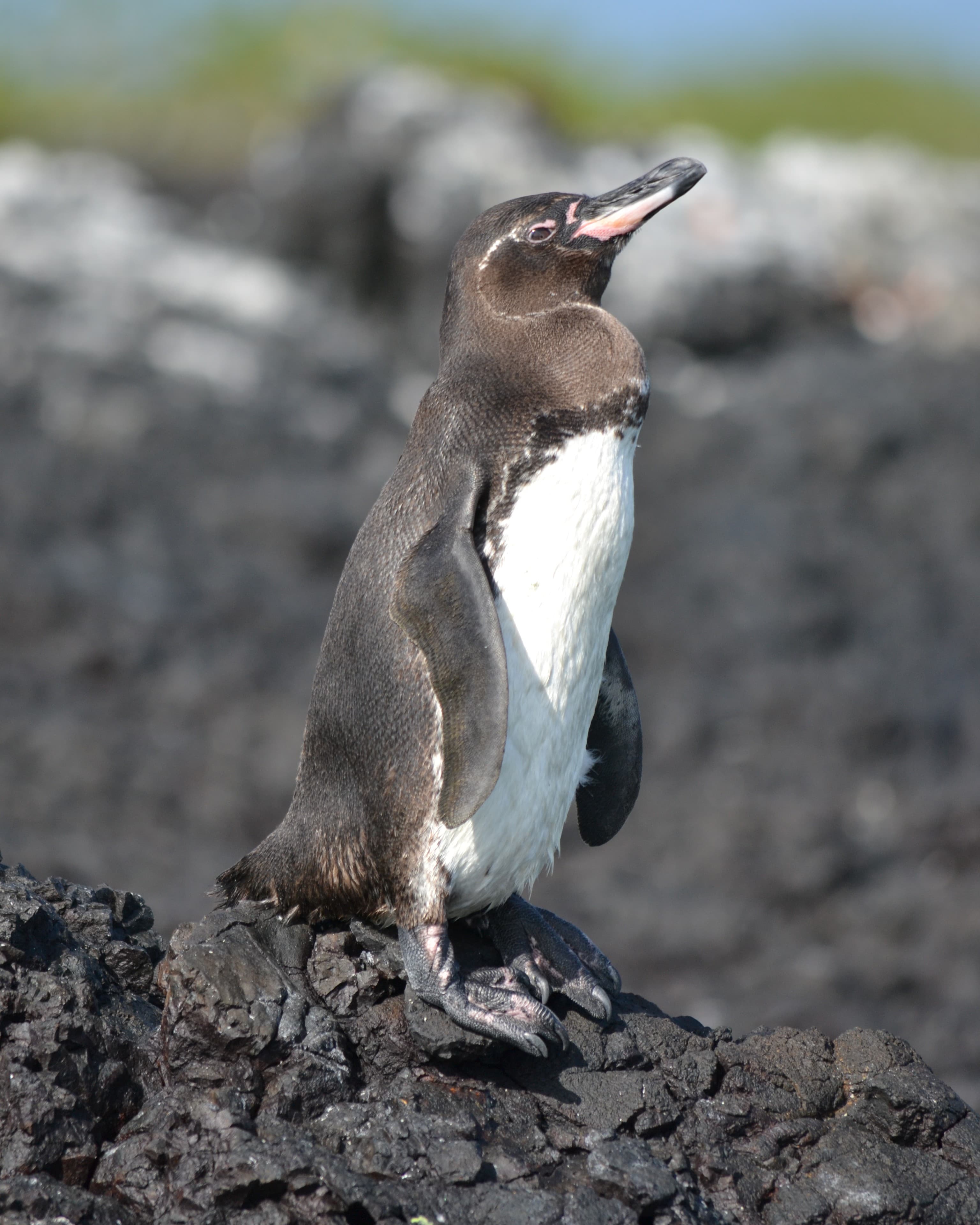 7 Days in the Galápagos: Where Wildlife Comes First curated by Kathryn Wilson